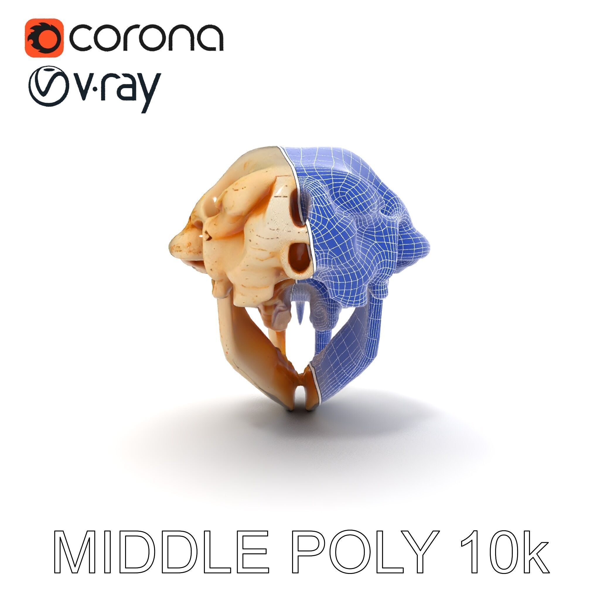 Rodent Skull Model Pack with Detailed Anatomy Low-poly 3D model_6