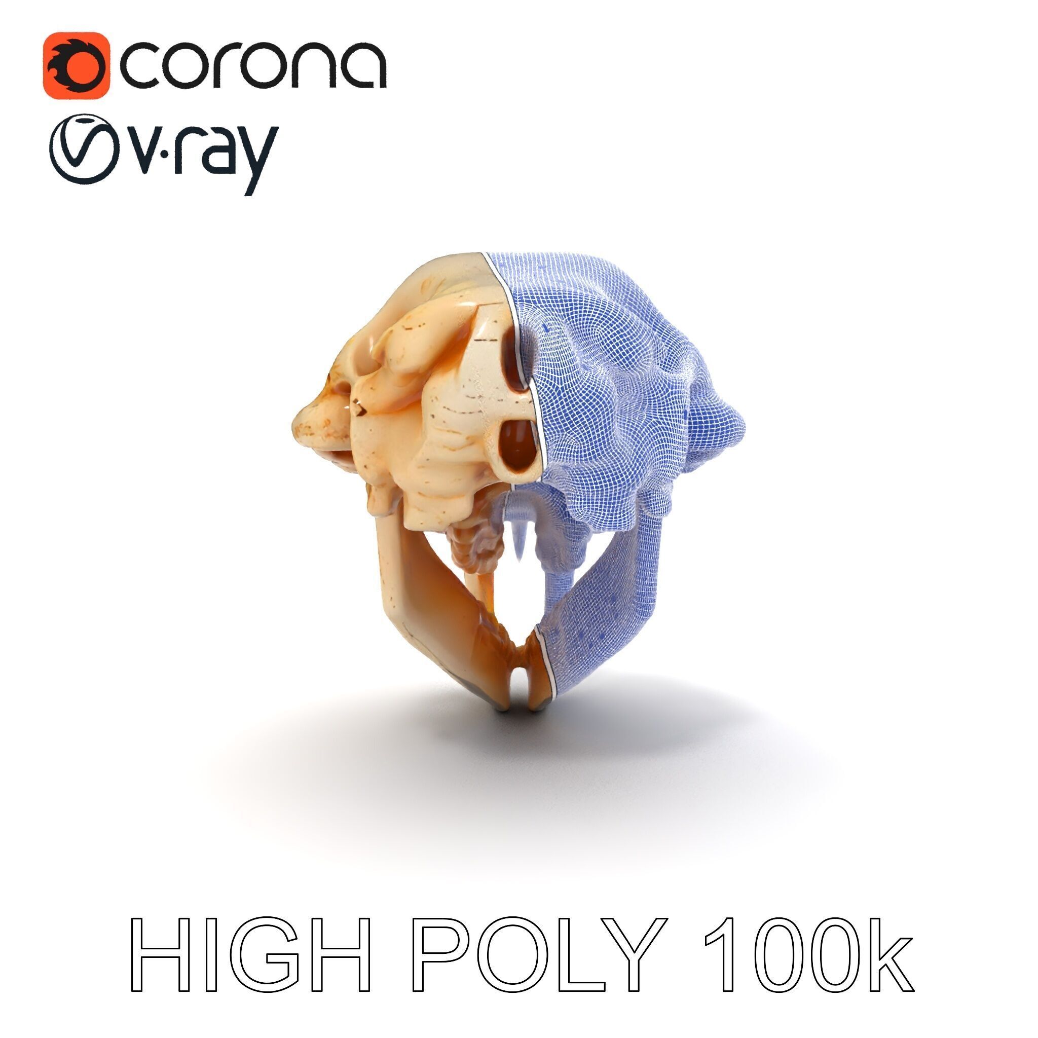 Rodent Skull Model Pack with Detailed Anatomy Low-poly 3D model_32