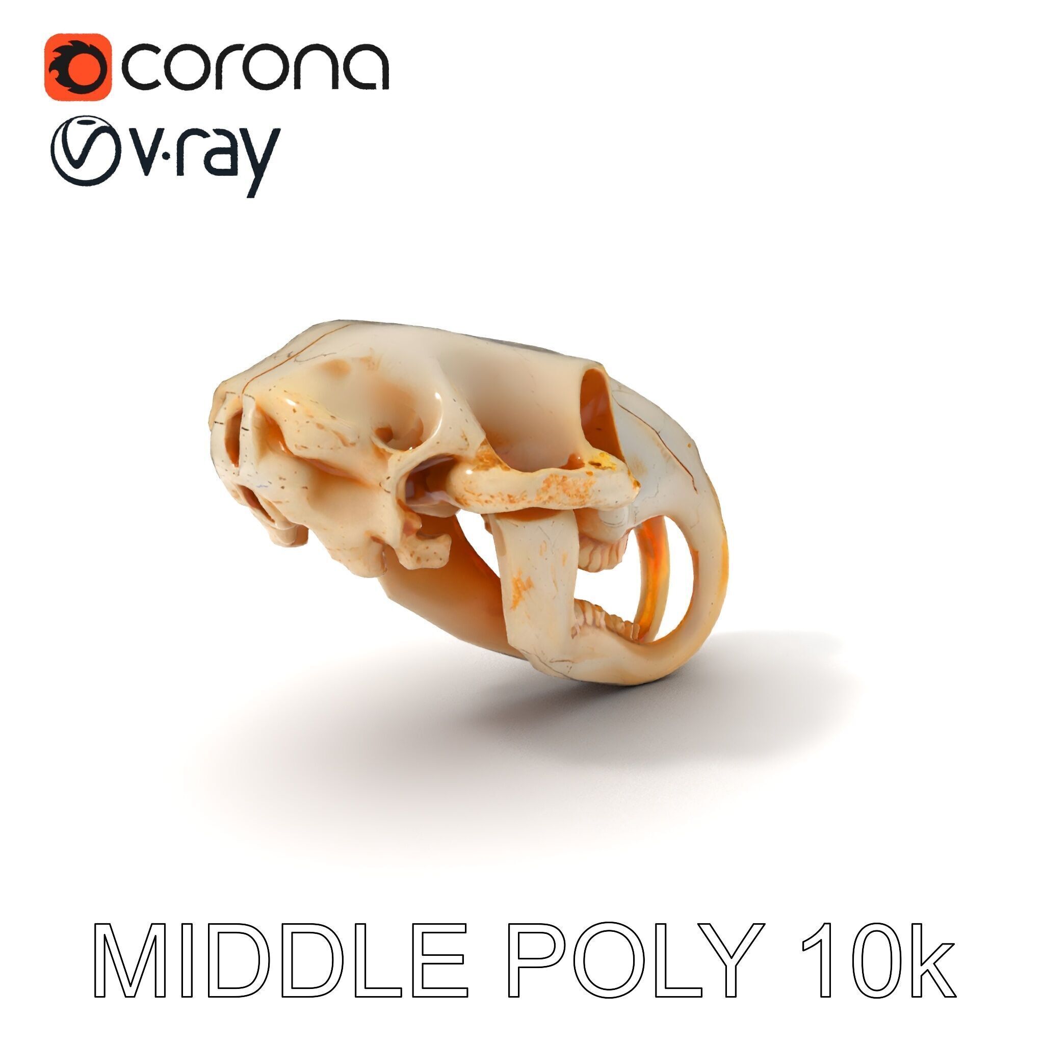 Rodent Skull Model Pack with Detailed Anatomy Low-poly 3D model_27
