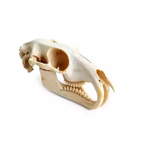 Rodent Skull Model Pack with Detailed Anatomy Low-poly 3D model