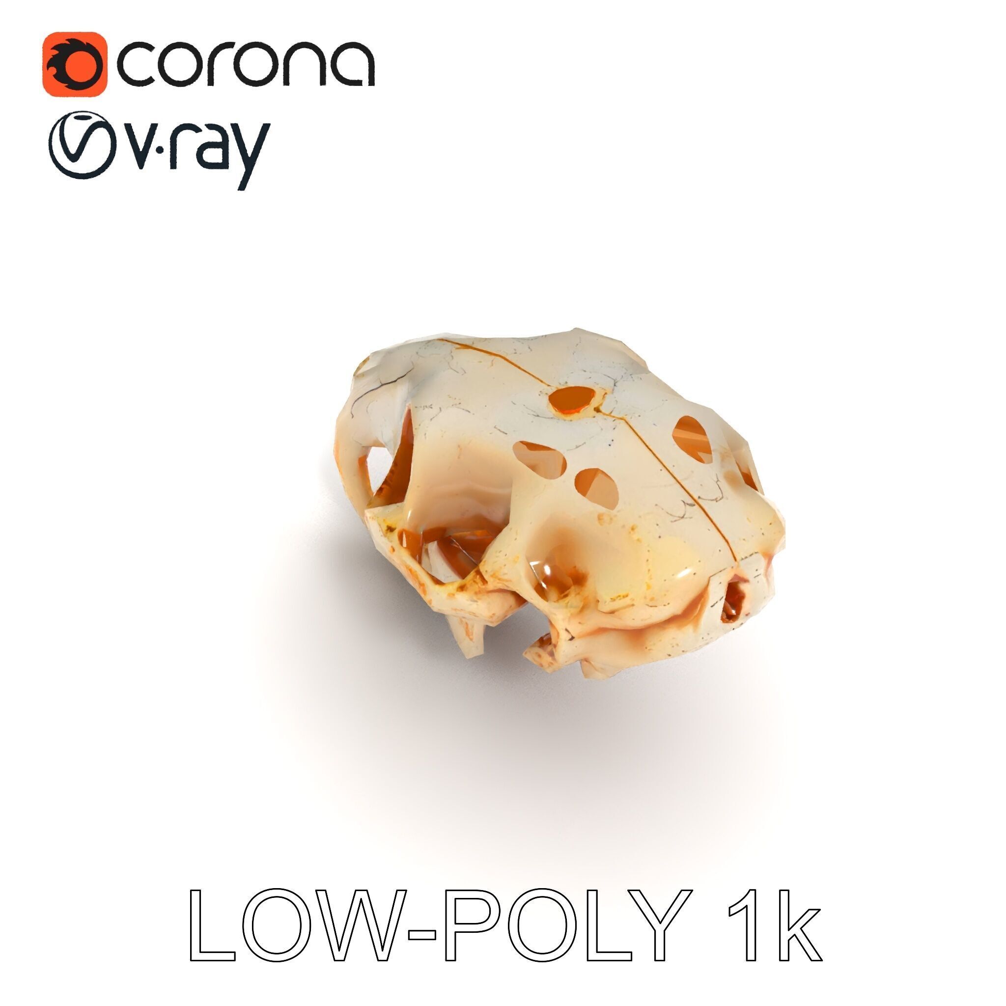 Rodent Skull Model Pack with Detailed Anatomy Low-poly 3D model_23