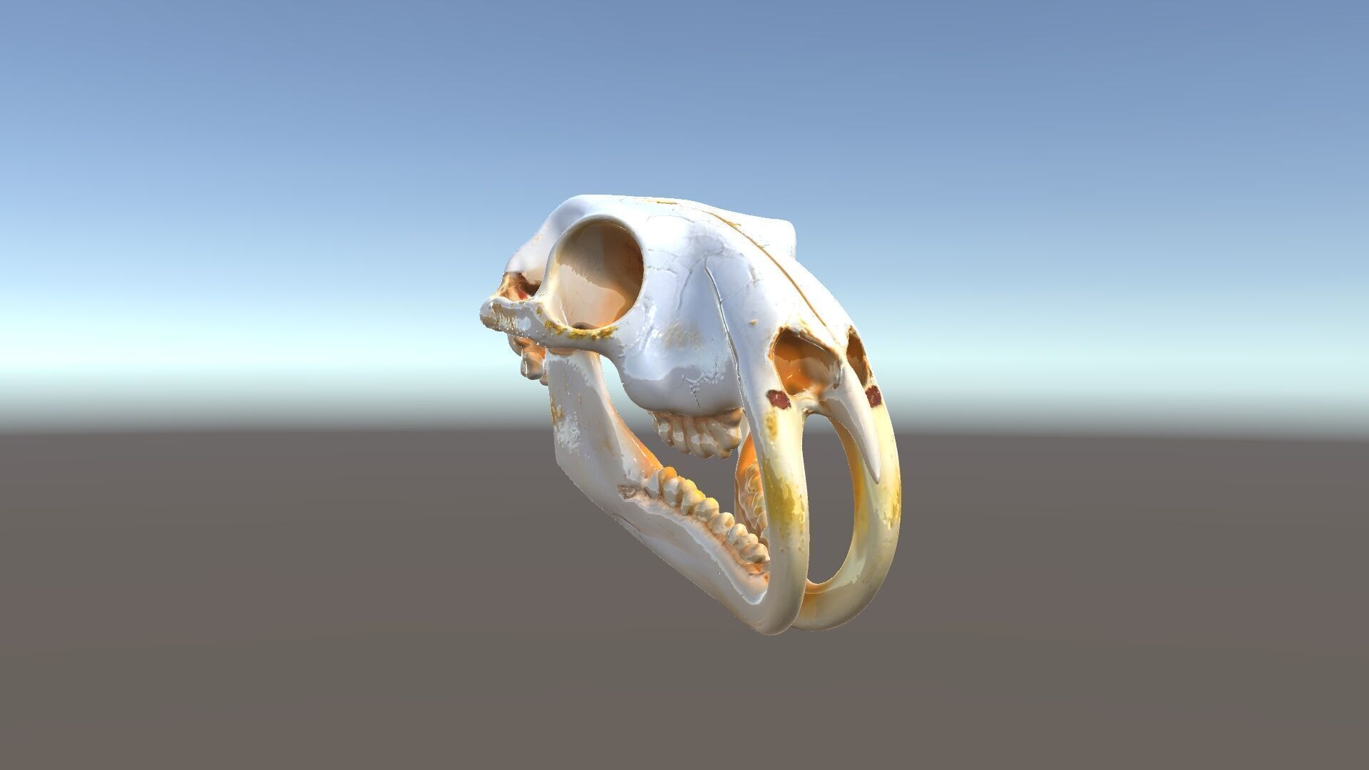 Rodent Skull Model Pack with Detailed Anatomy Low-poly 3D model_5