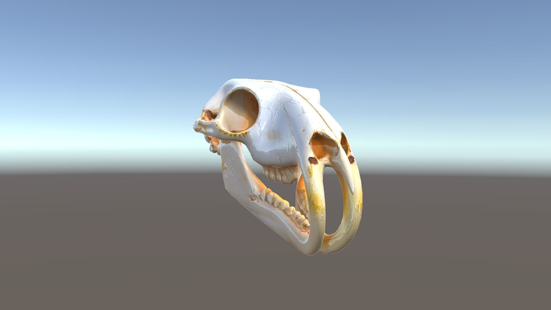 Rodent Skull Model Pack with Detailed Anatomy Low-poly 3D model_24