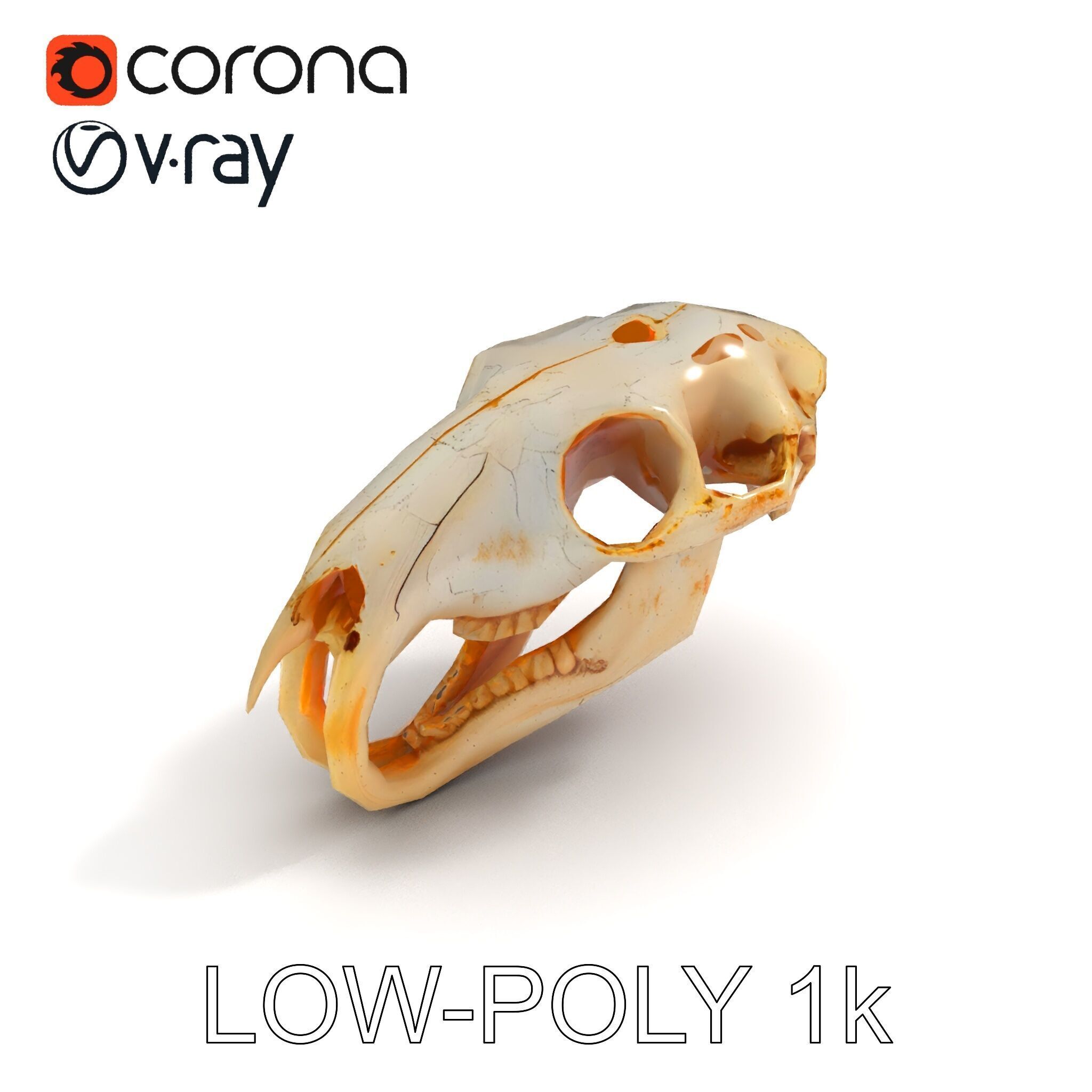 Rodent Skull Model Pack with Detailed Anatomy Low-poly 3D model_28