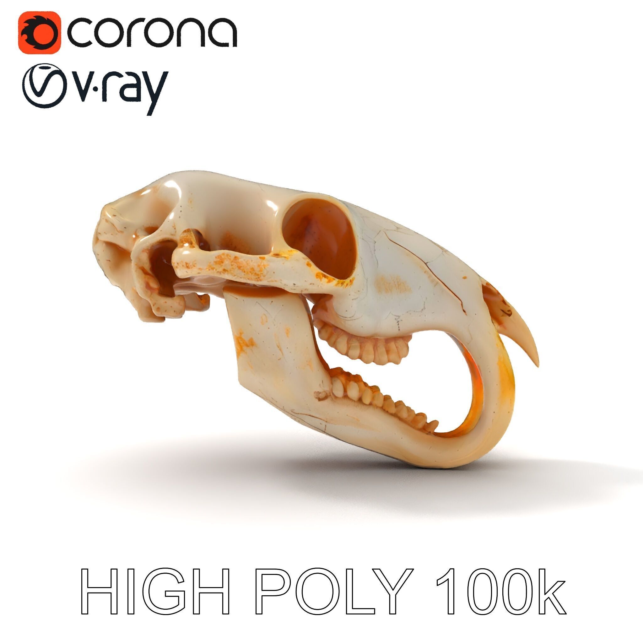 Rodent Skull Model Pack with Detailed Anatomy Low-poly 3D model_21