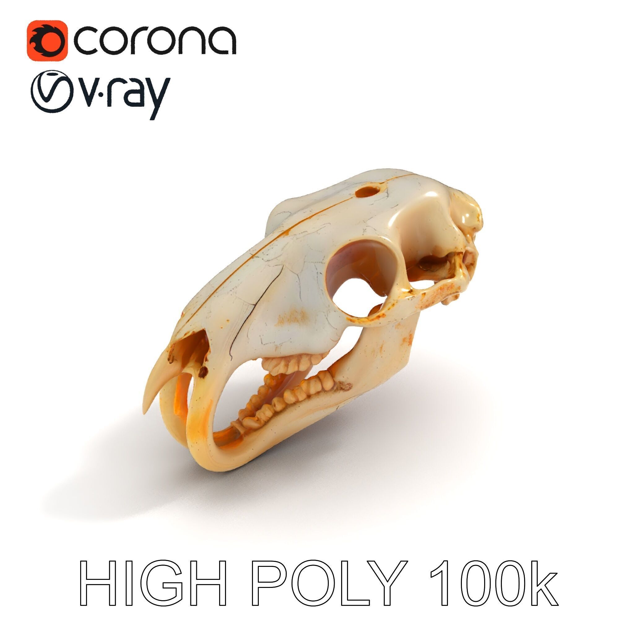 Rodent Skull Model Pack with Detailed Anatomy Low-poly 3D model_26