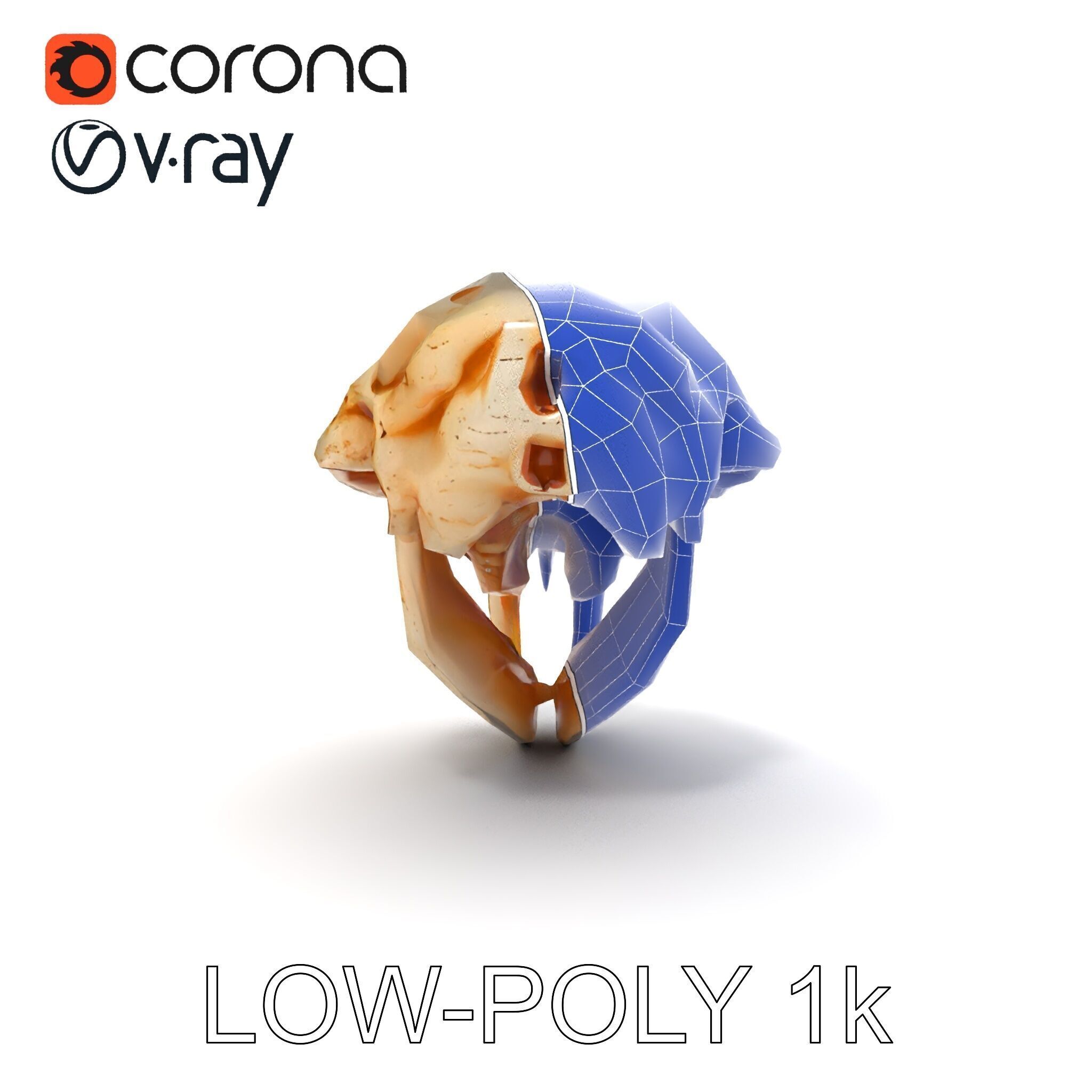 Rodent Skull Model Pack with Detailed Anatomy Low-poly 3D model_10