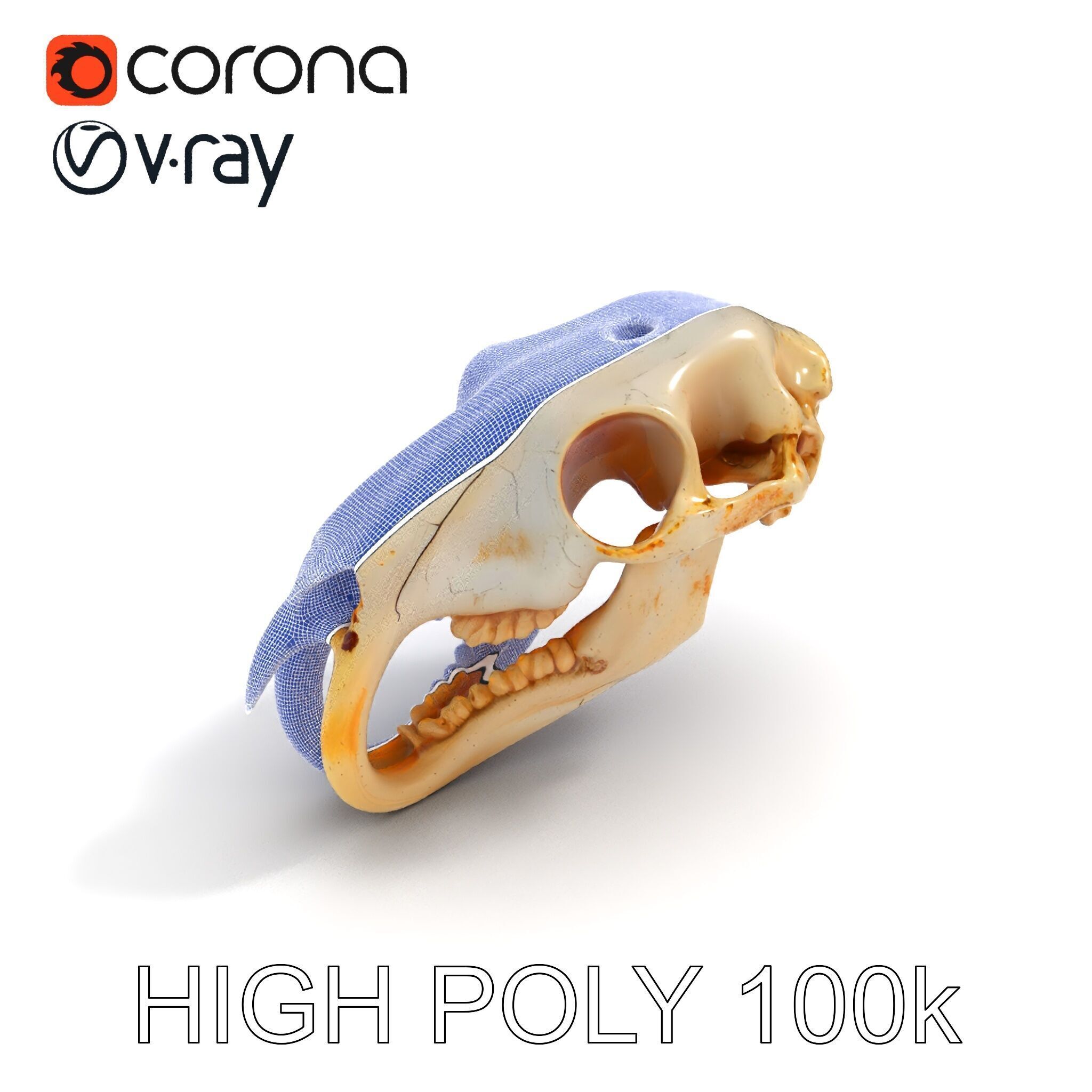 Rodent Skull Model Pack with Detailed Anatomy Low-poly 3D model_11