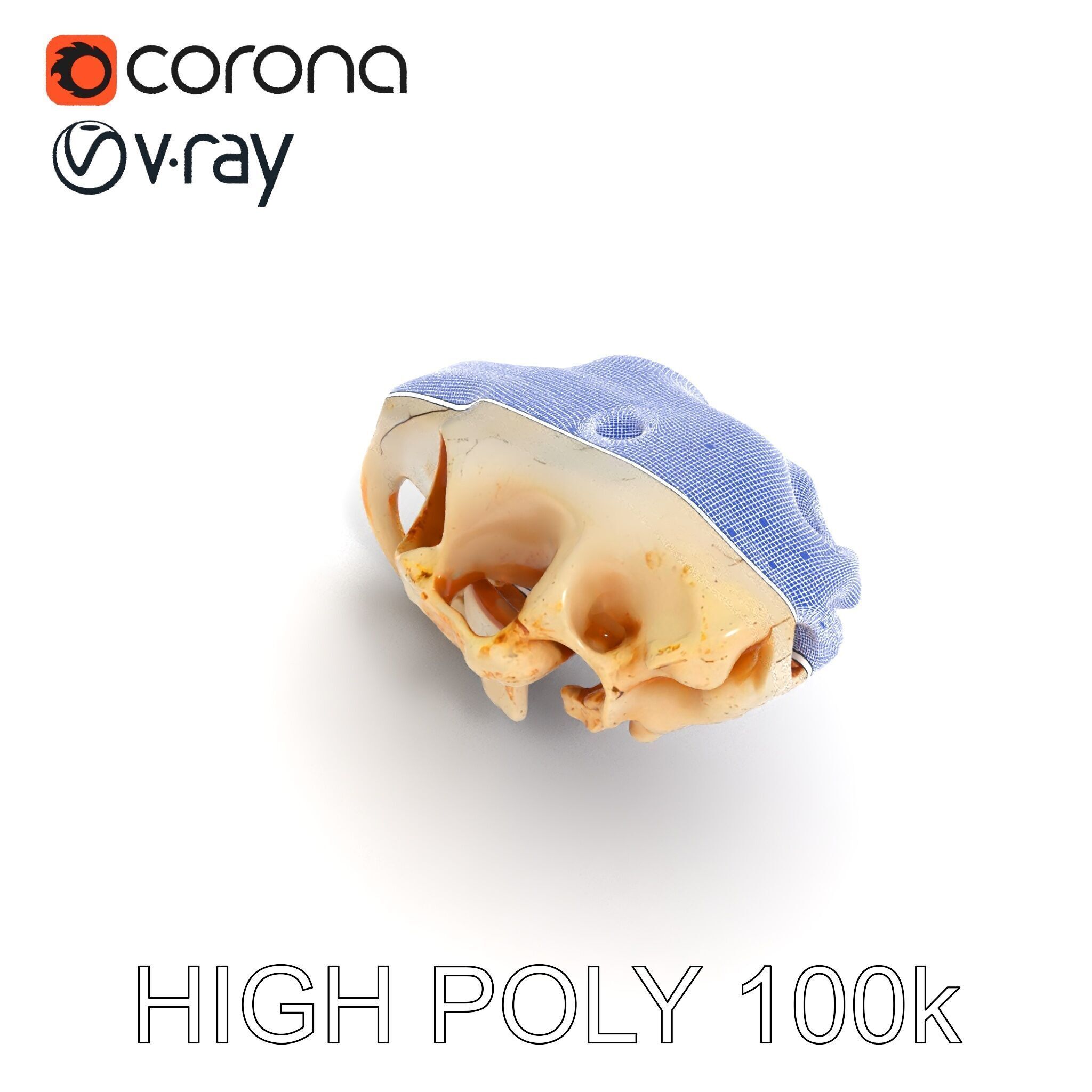 Rodent Skull Model Pack with Detailed Anatomy Low-poly 3D model_14