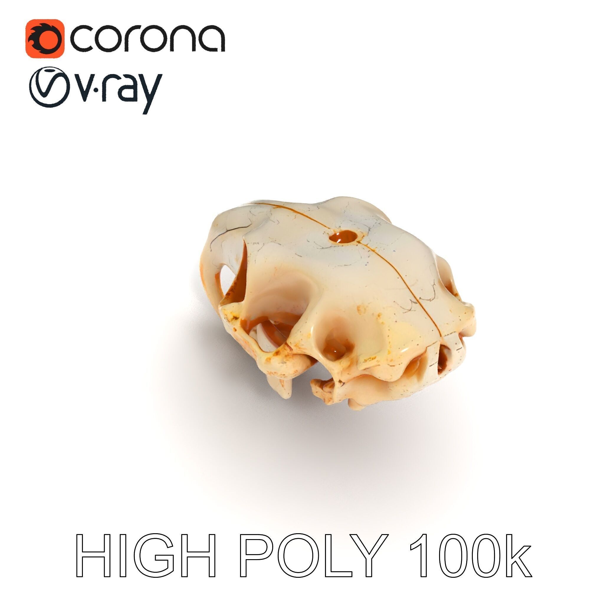 Rodent Skull Model Pack with Detailed Anatomy Low-poly 3D model_29