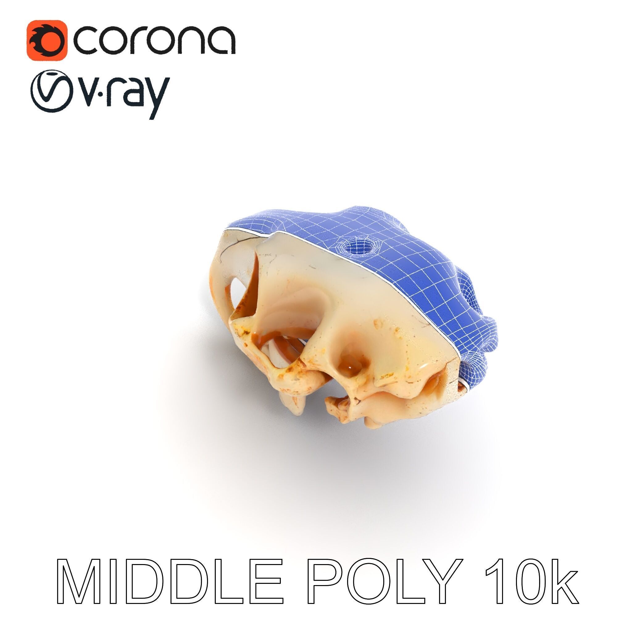 Rodent Skull Model Pack with Detailed Anatomy Low-poly 3D model_22