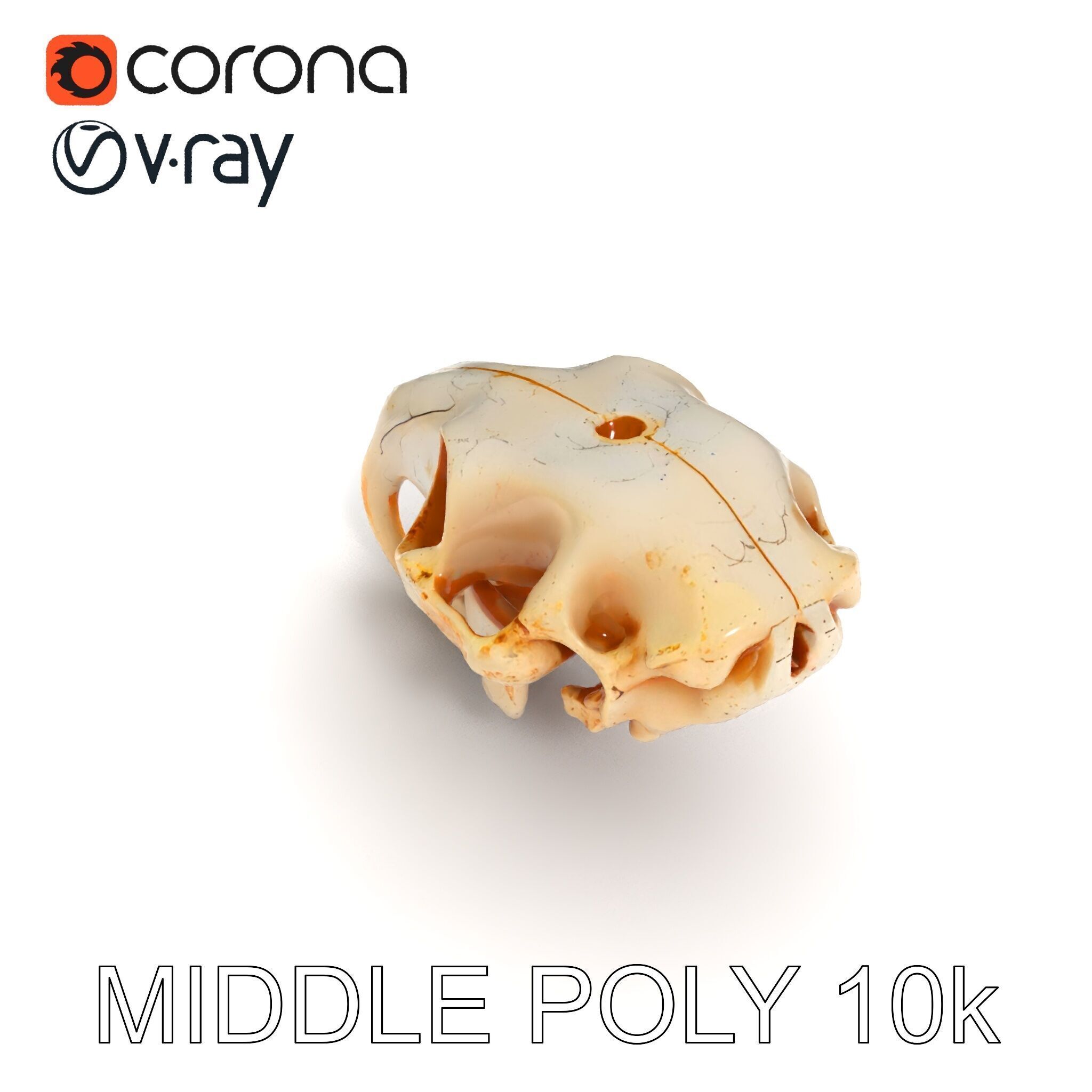 Rodent Skull Model Pack with Detailed Anatomy Low-poly 3D model_19