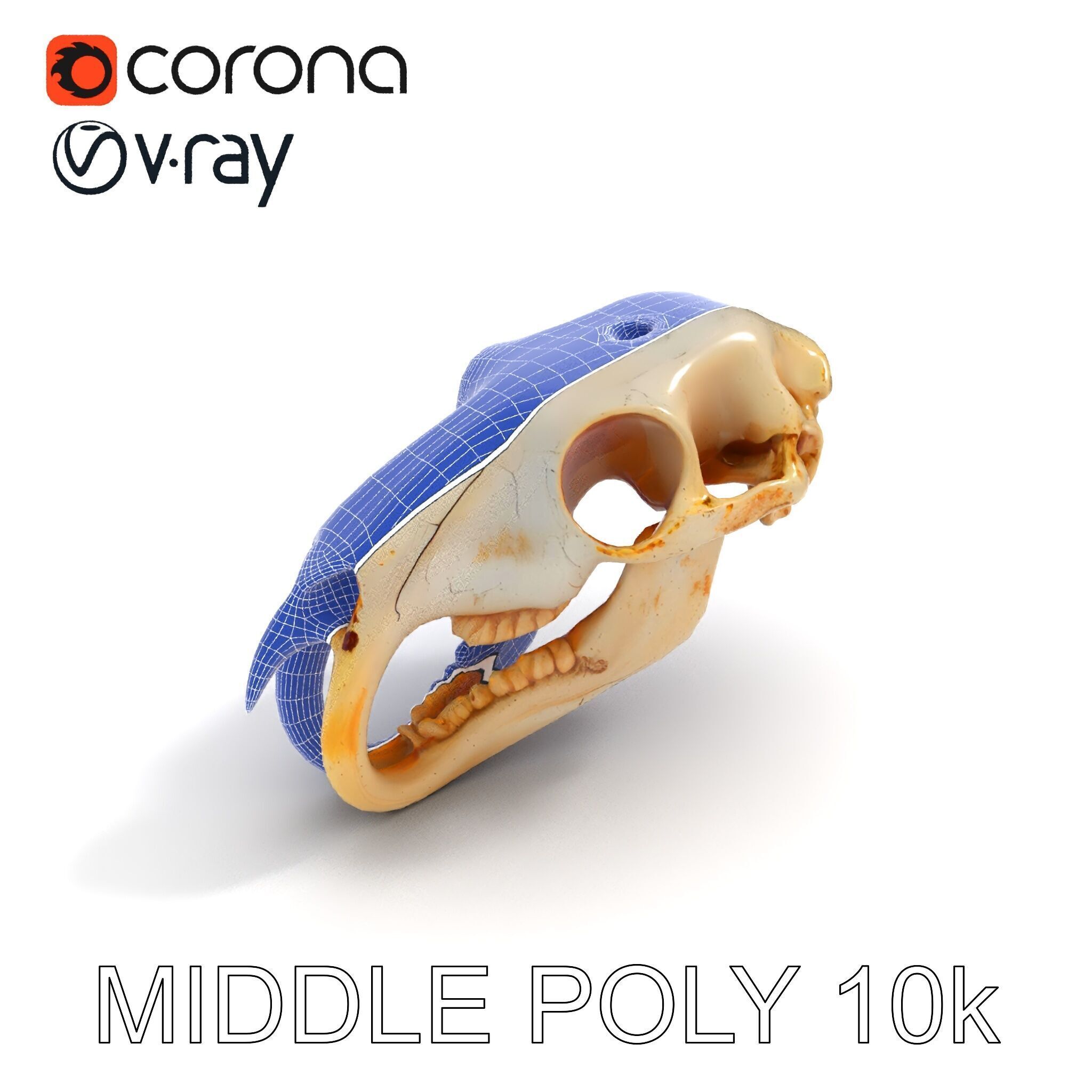 Rodent Skull Model Pack with Detailed Anatomy Low-poly 3D model_30