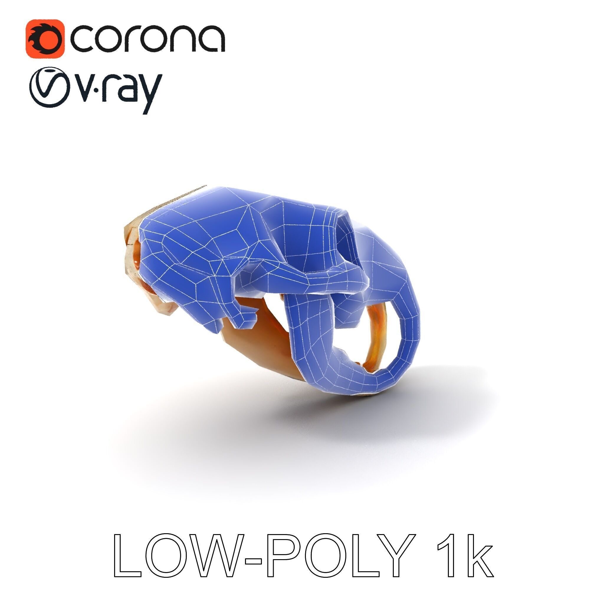 Rodent Skull Model Pack with Detailed Anatomy Low-poly 3D model_16