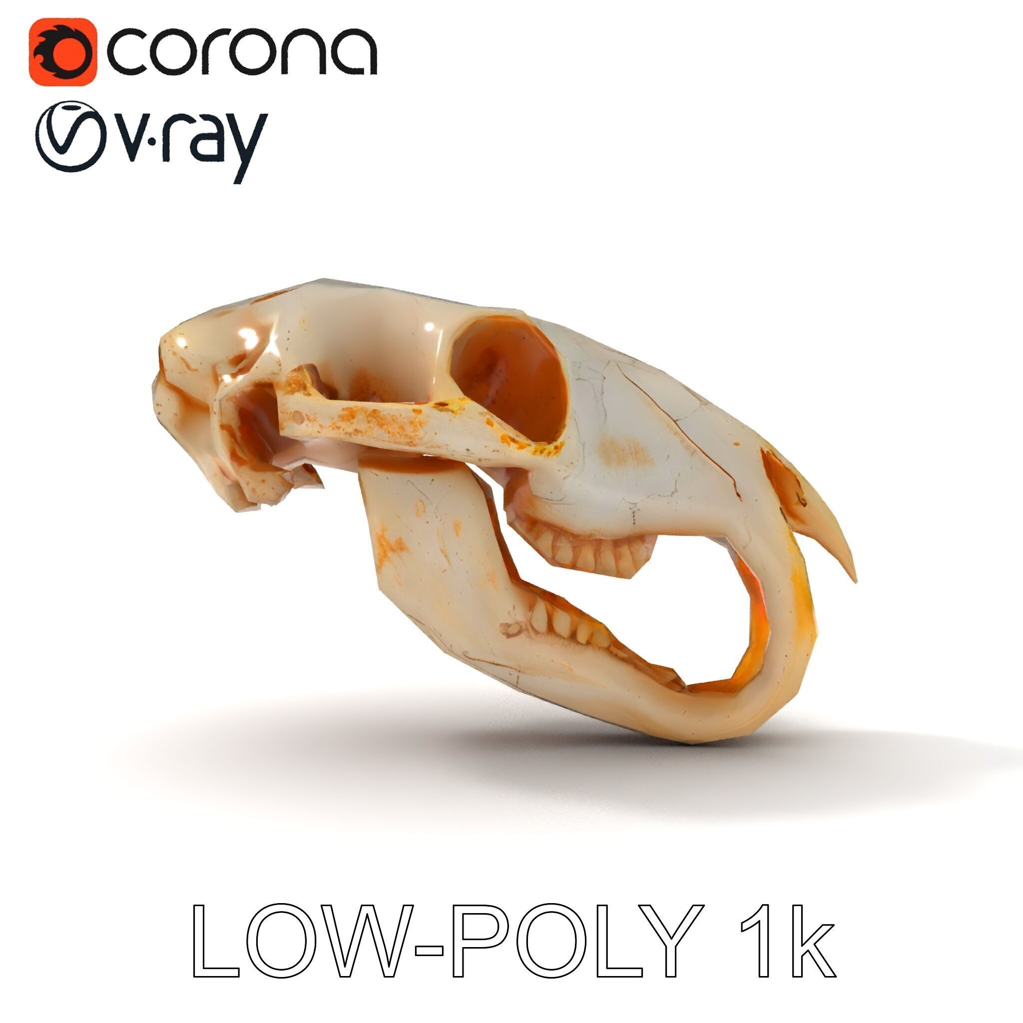 Rodent Skull Model Pack with Detailed Anatomy Low-poly 3D model_7