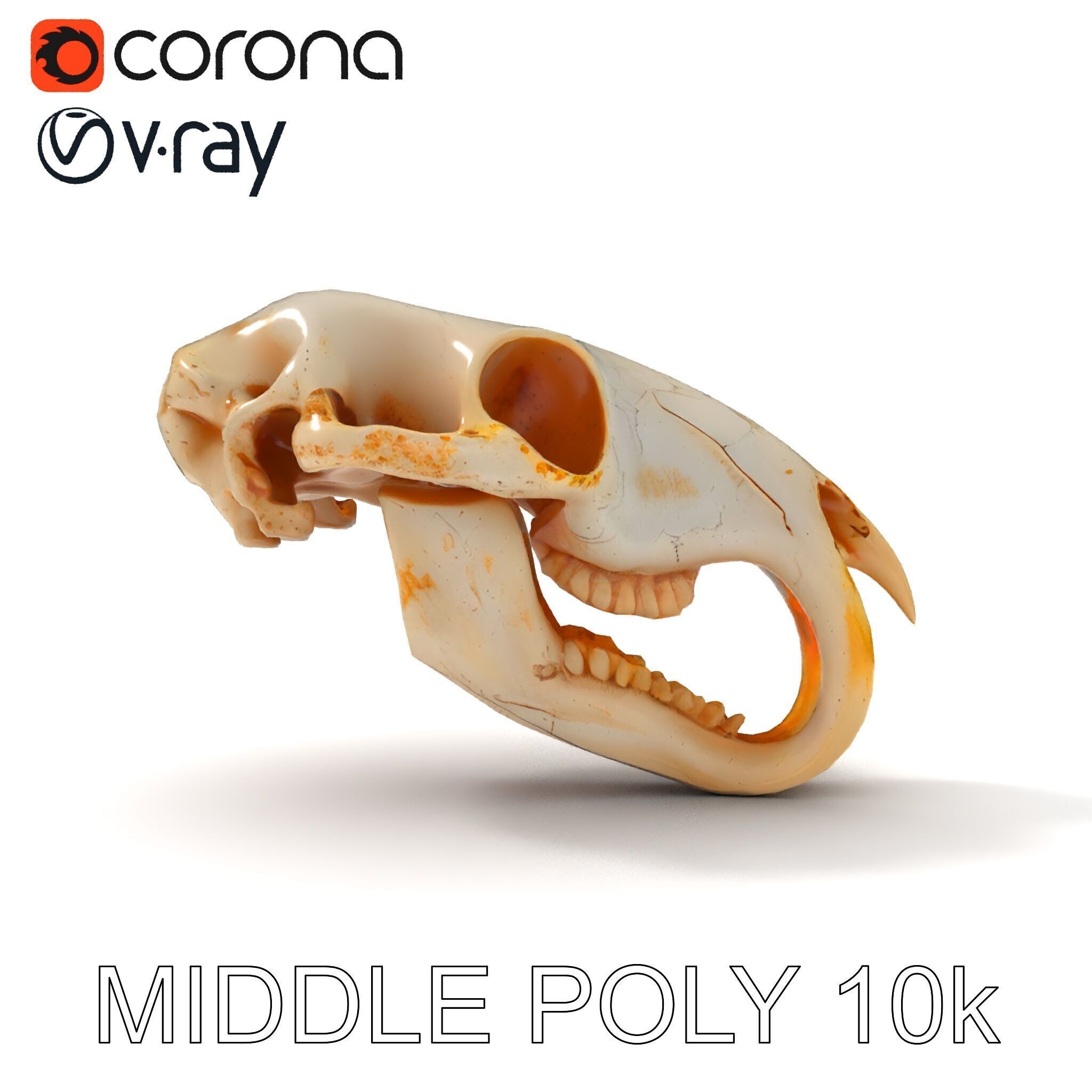 Rodent Skull Model Pack with Detailed Anatomy Low-poly 3D model_33