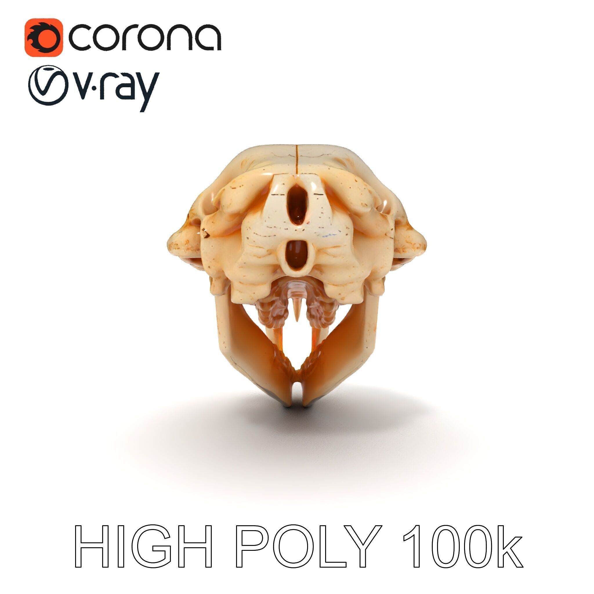 Rodent Skull Model Pack with Detailed Anatomy Low-poly 3D model_8