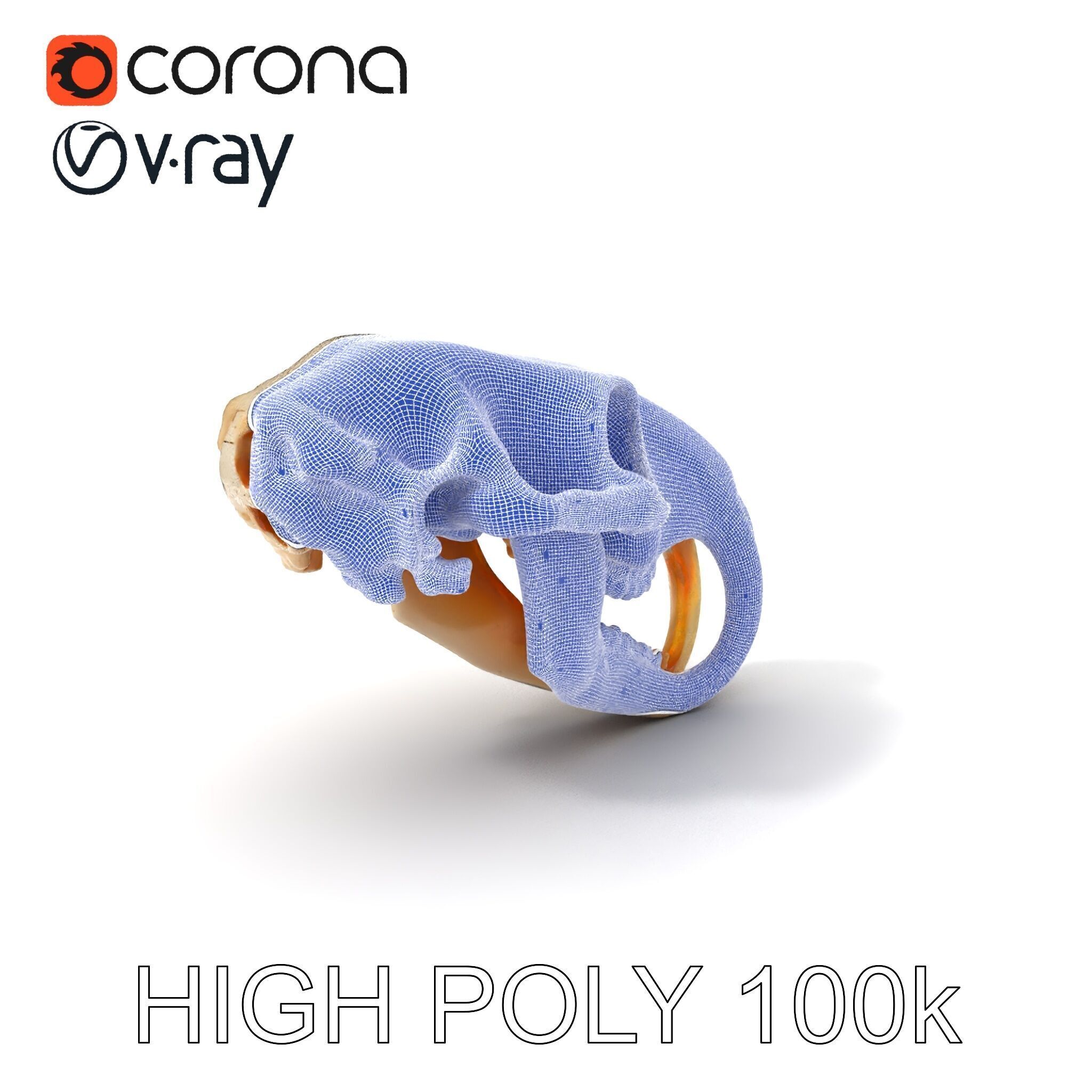 Rodent Skull Model Pack with Detailed Anatomy Low-poly 3D model_4