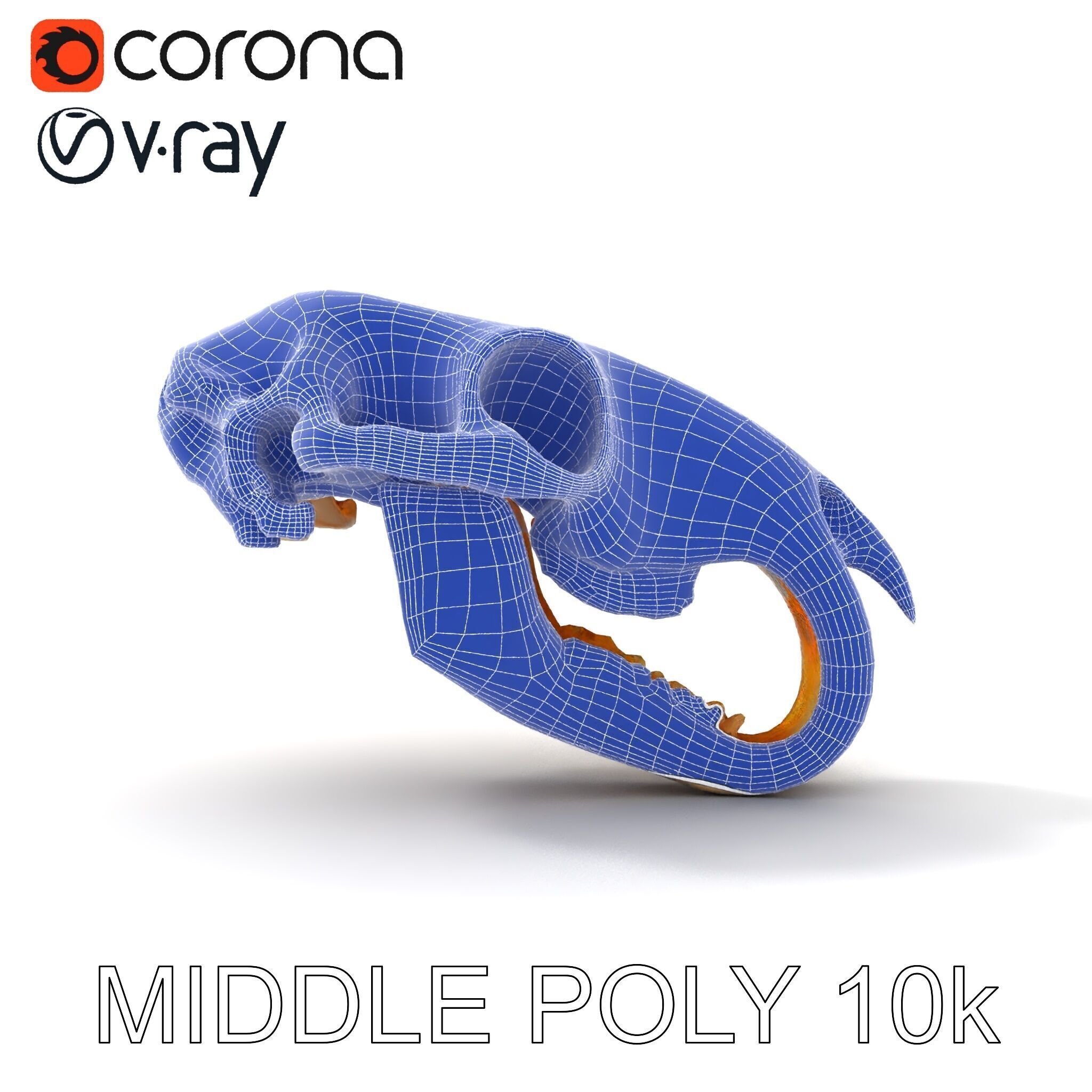 Rodent Skull Model Pack with Detailed Anatomy Low-poly 3D model_15