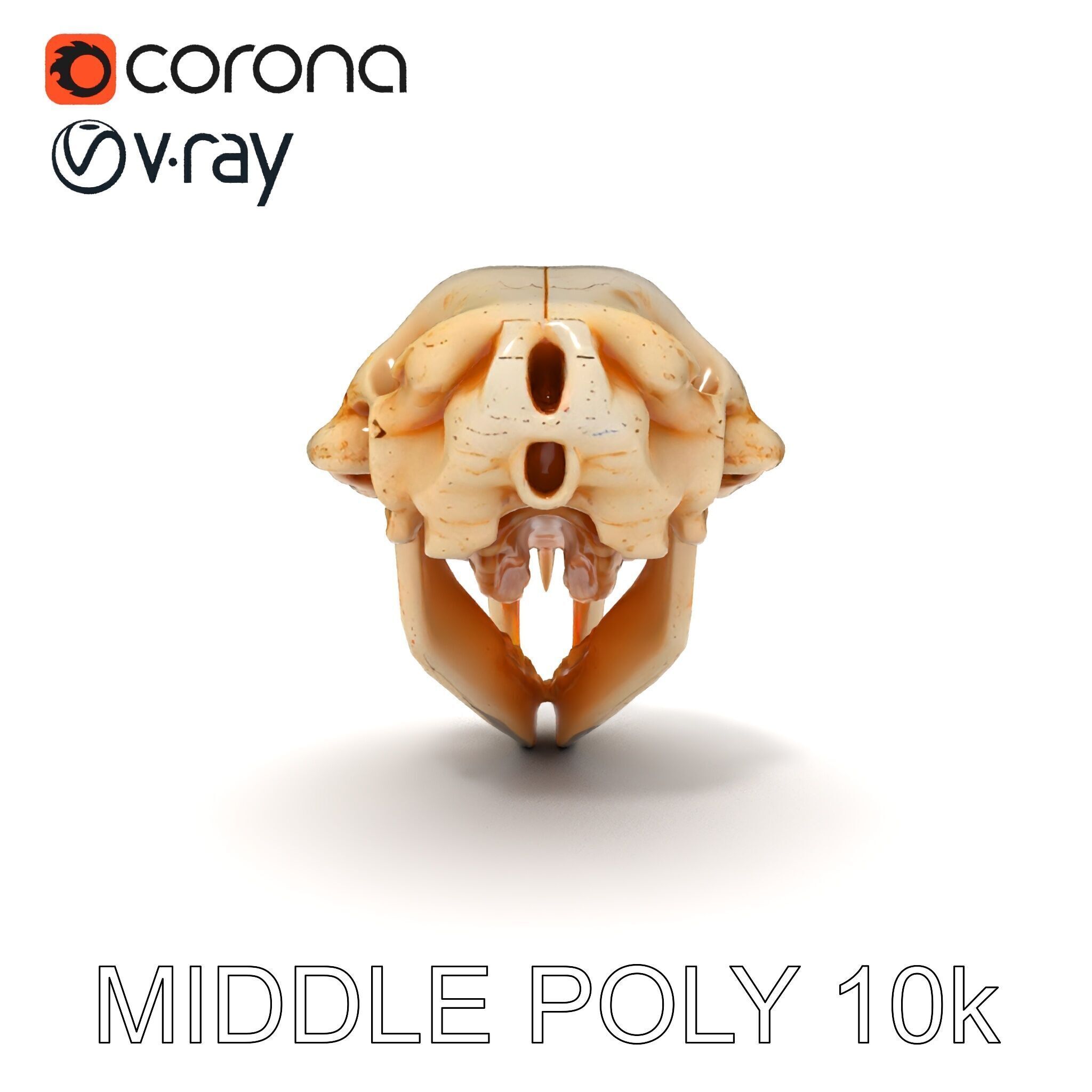Rodent Skull Model Pack with Detailed Anatomy Low-poly 3D model_9