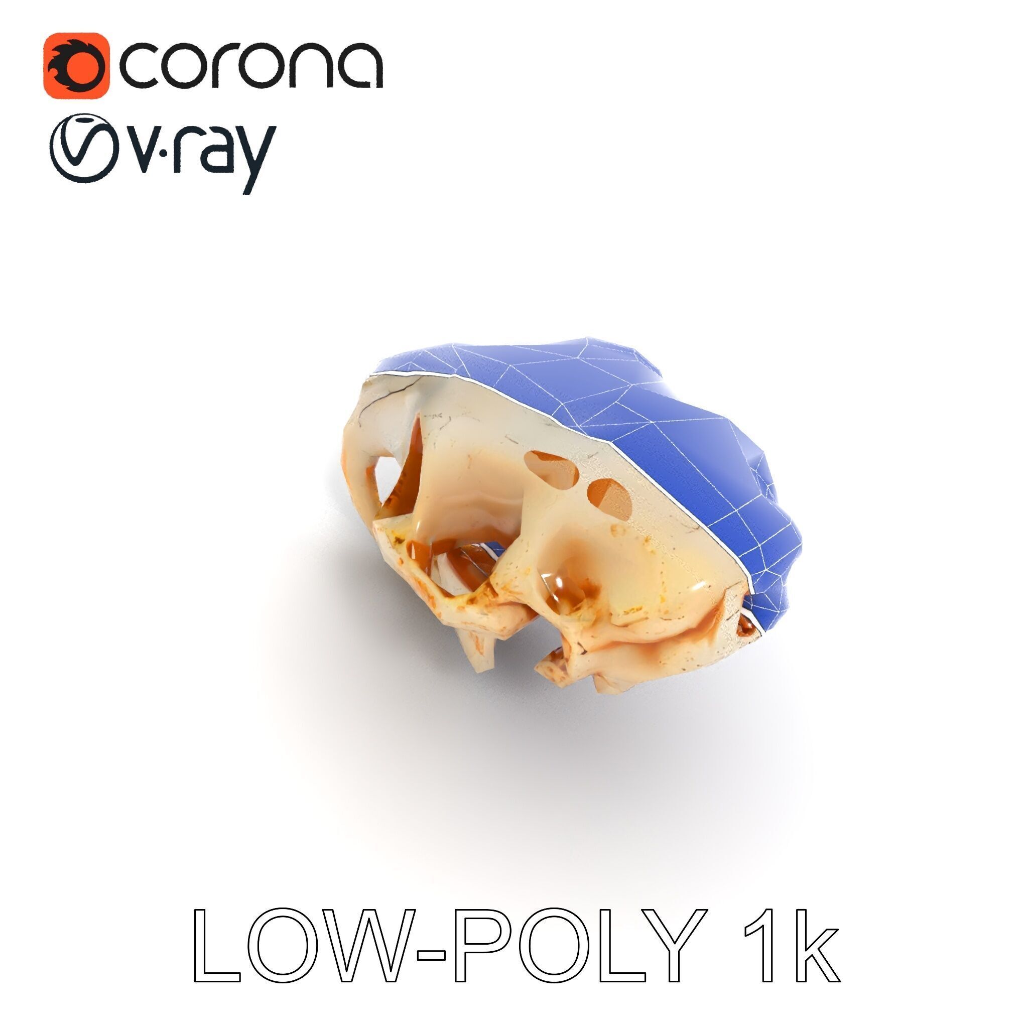 Rodent Skull Model Pack with Detailed Anatomy Low-poly 3D model_18