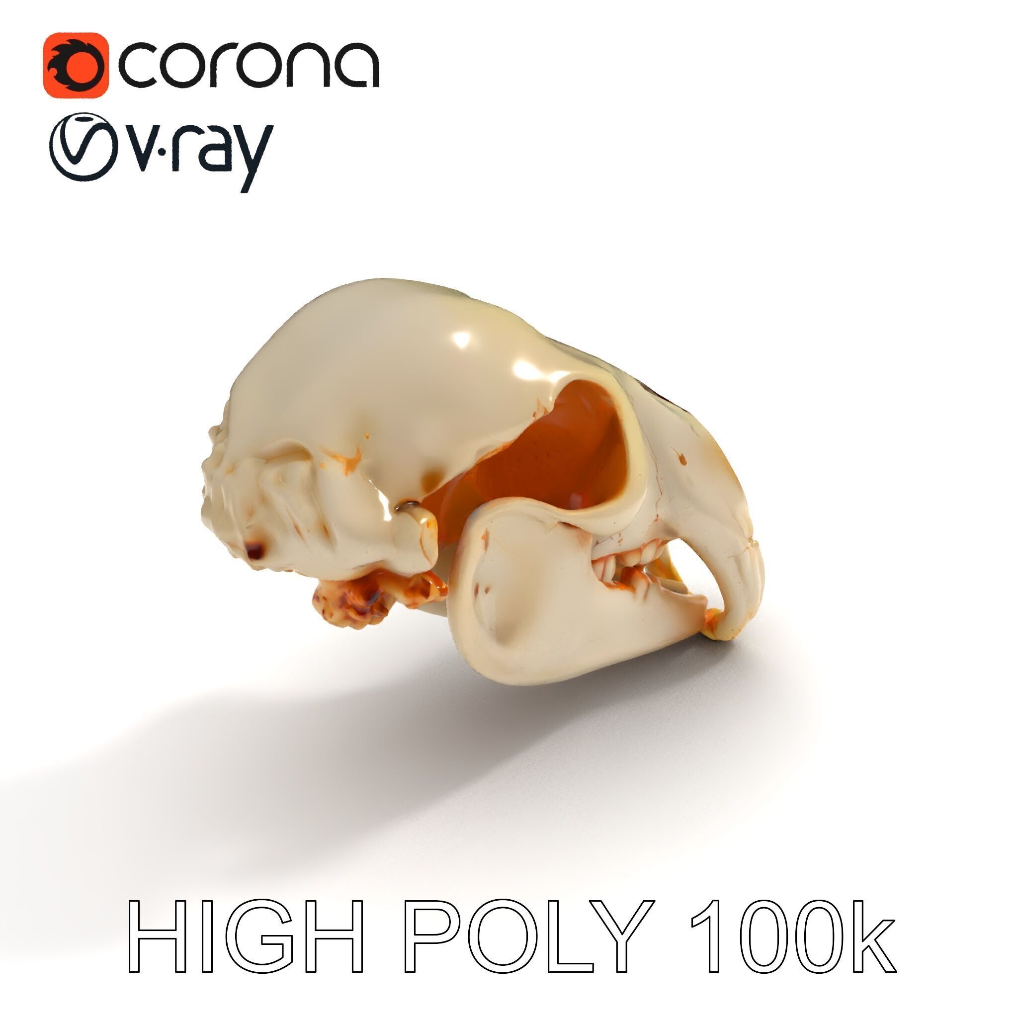 Animal Skull D Model Pack Low-poly 3D model_35