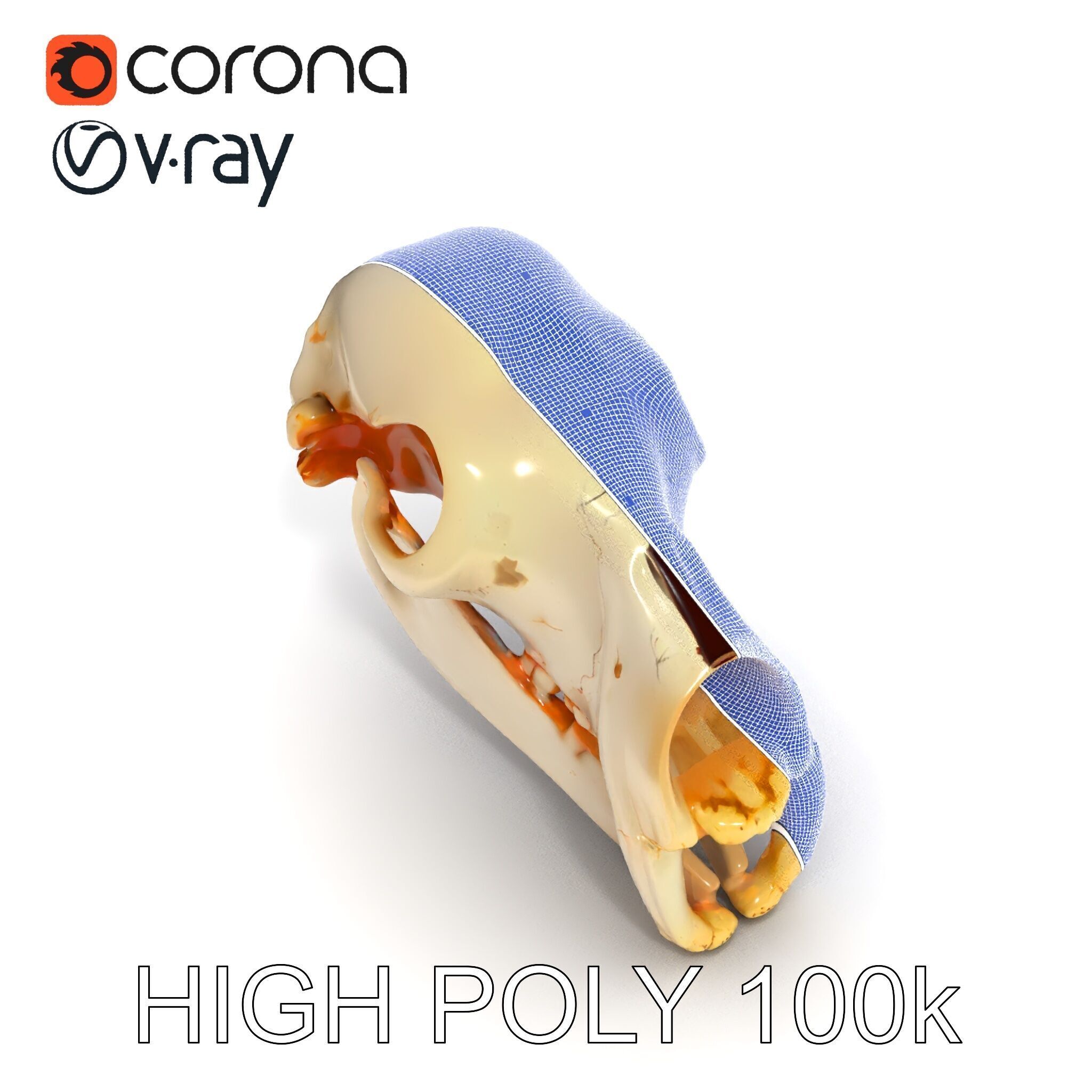 Animal Skull D Model Pack Low-poly 3D model_34