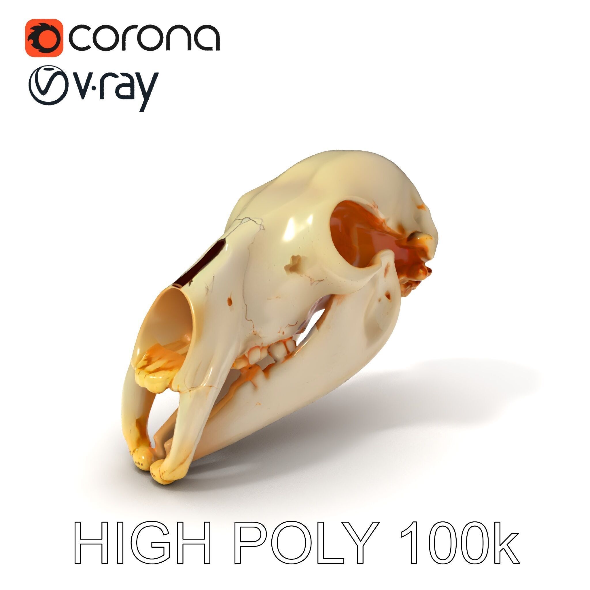 Animal Skull D Model Pack Low-poly 3D model_3