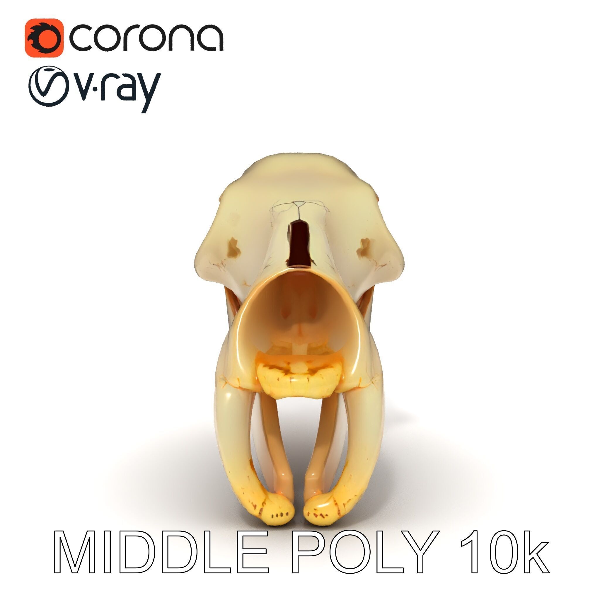 Animal Skull D Model Pack Low-poly 3D model_14