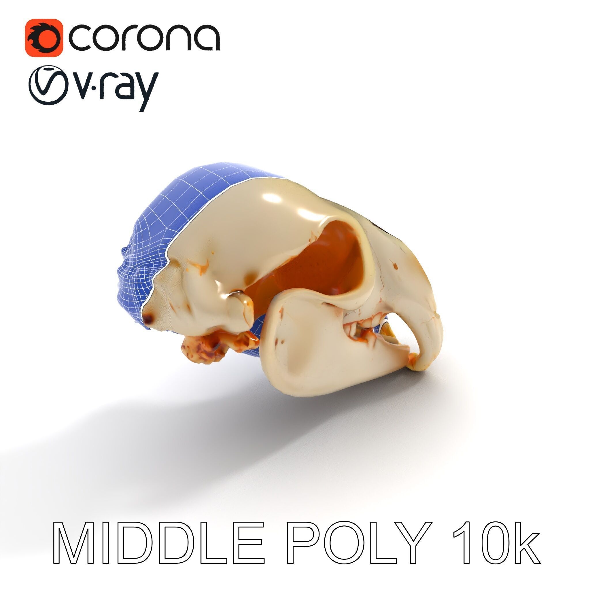 Animal Skull D Model Pack Low-poly 3D model_6