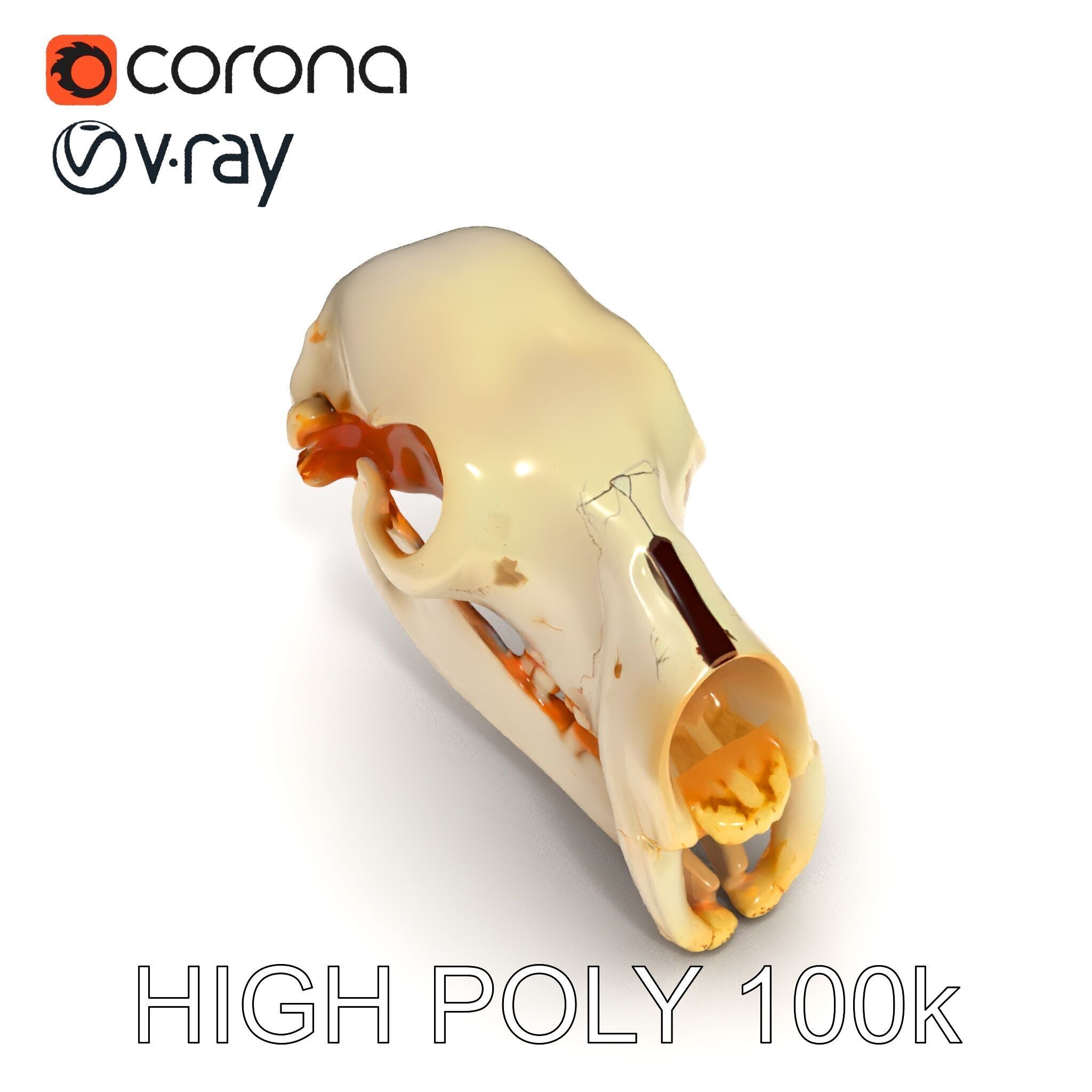 Animal Skull D Model Pack Low-poly 3D model_23