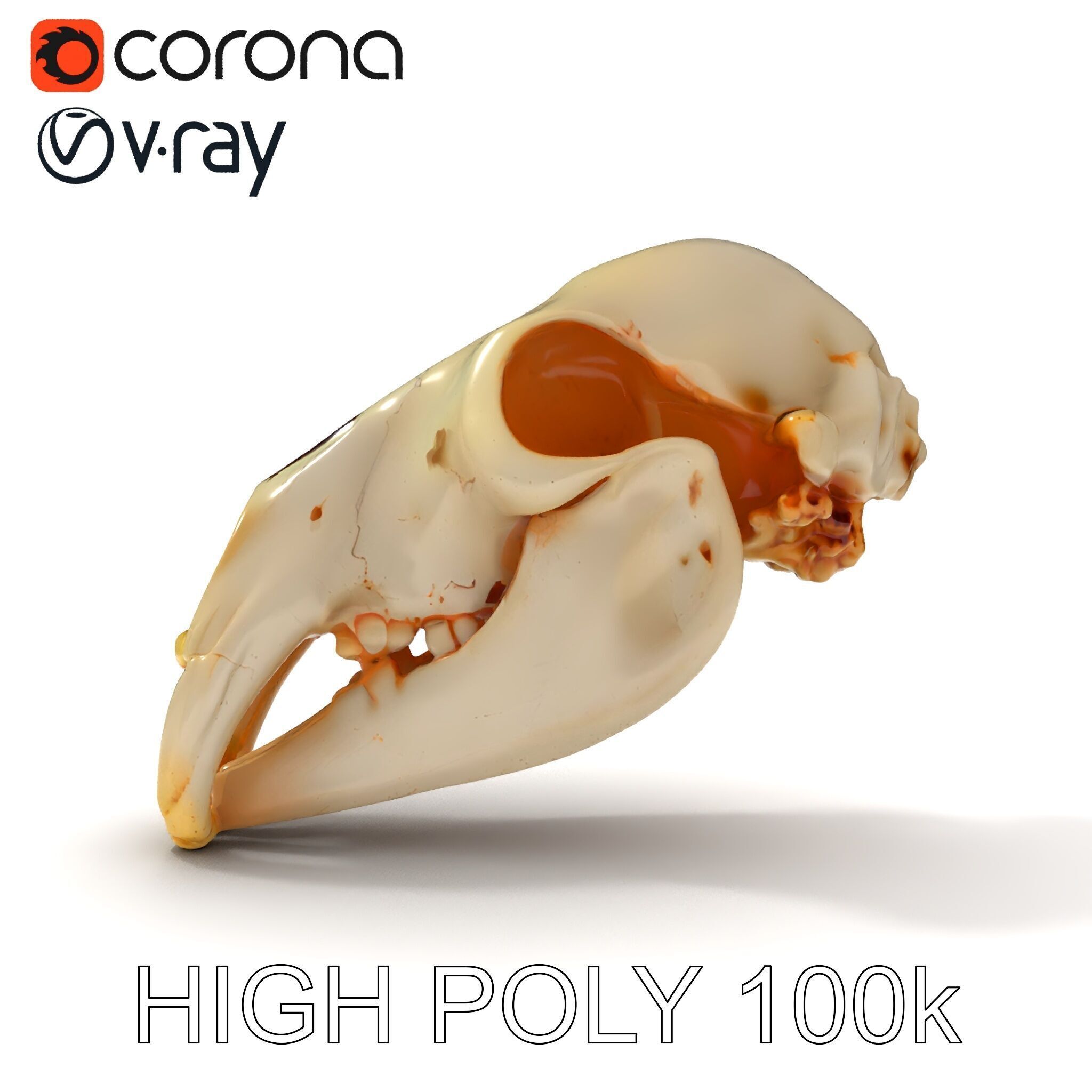 Animal Skull D Model Pack Low-poly 3D model_20