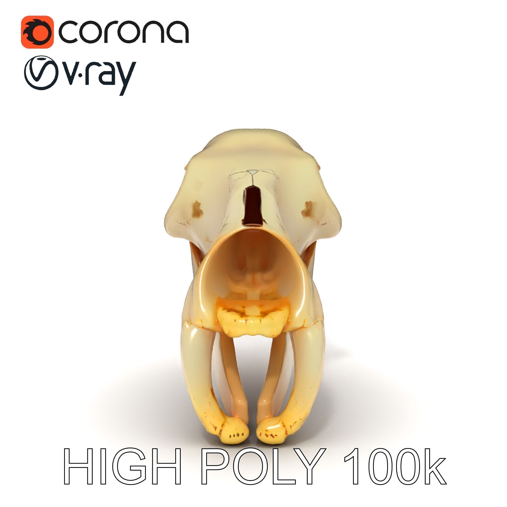 Animal Skull D Model Pack Low-poly 3D model_10