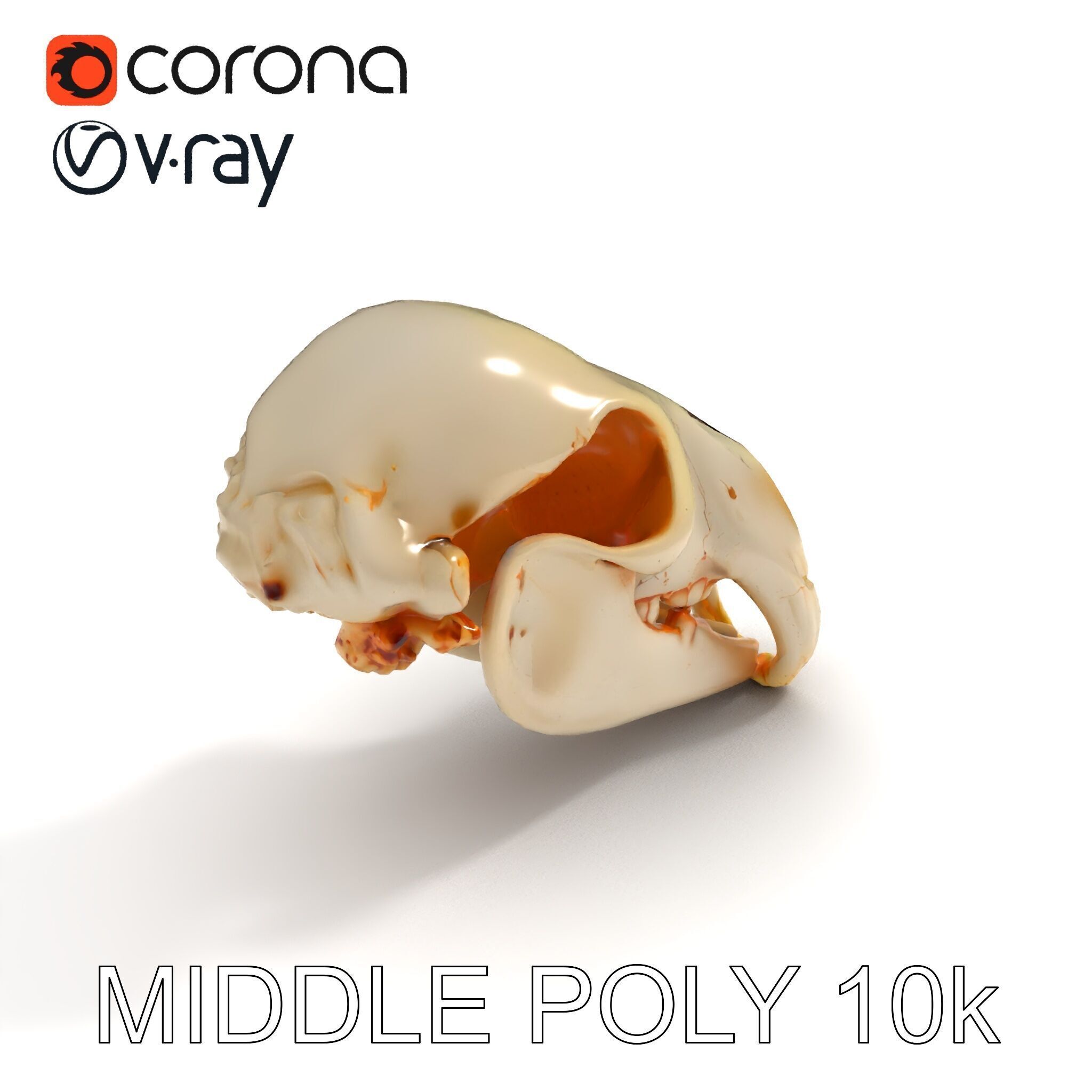 Animal Skull D Model Pack Low-poly 3D model_8