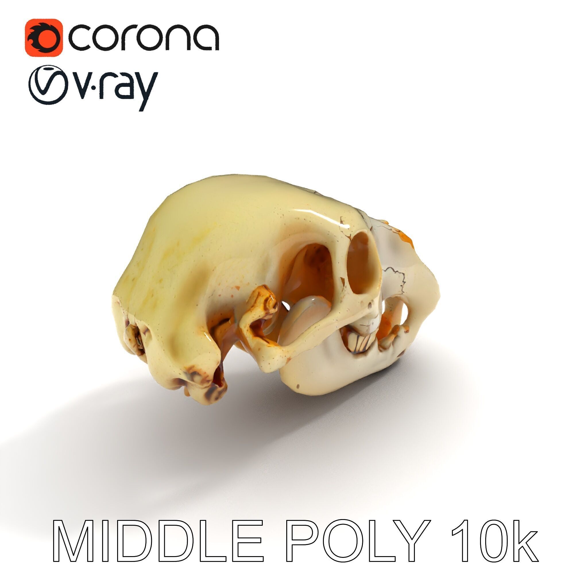 Realistic Animal Skull D Model Pack Low-poly 3D model_31