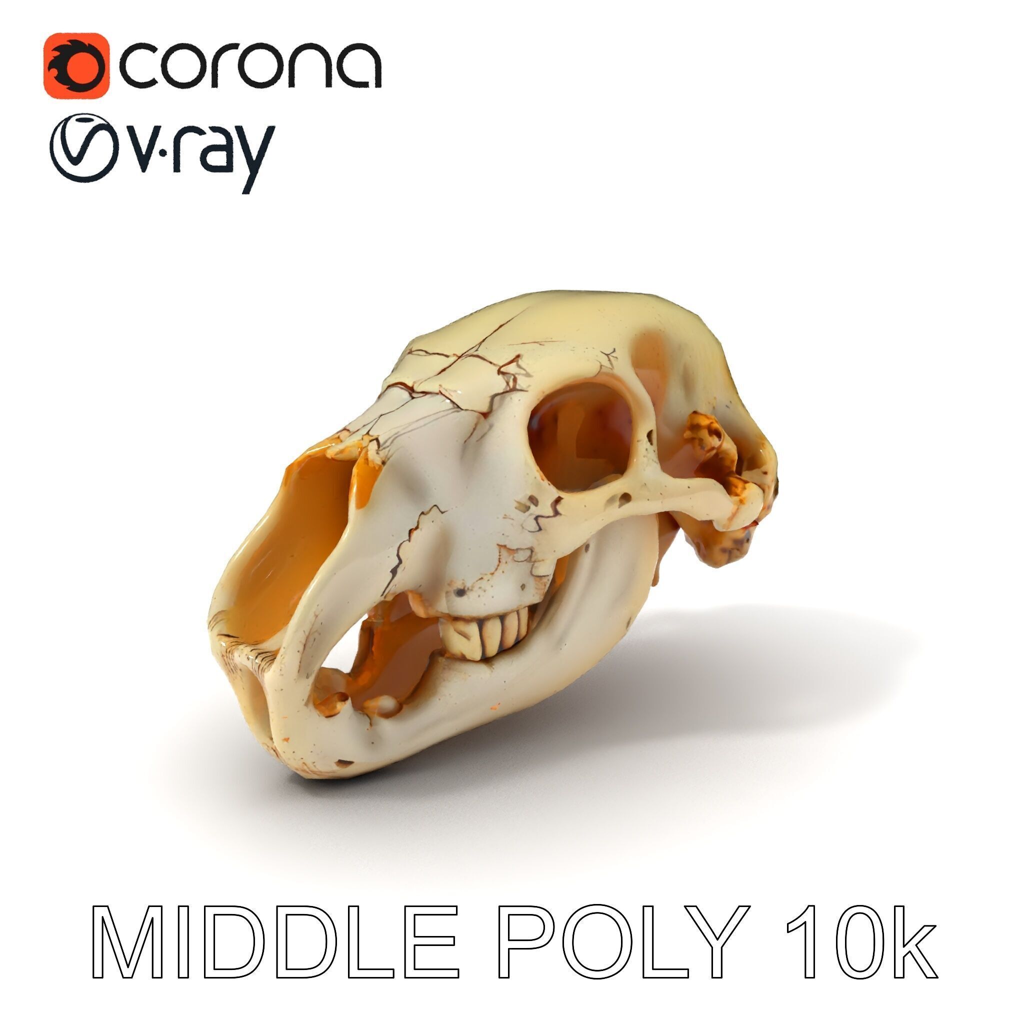 Realistic Animal Skull D Model Pack Low-poly 3D model_9