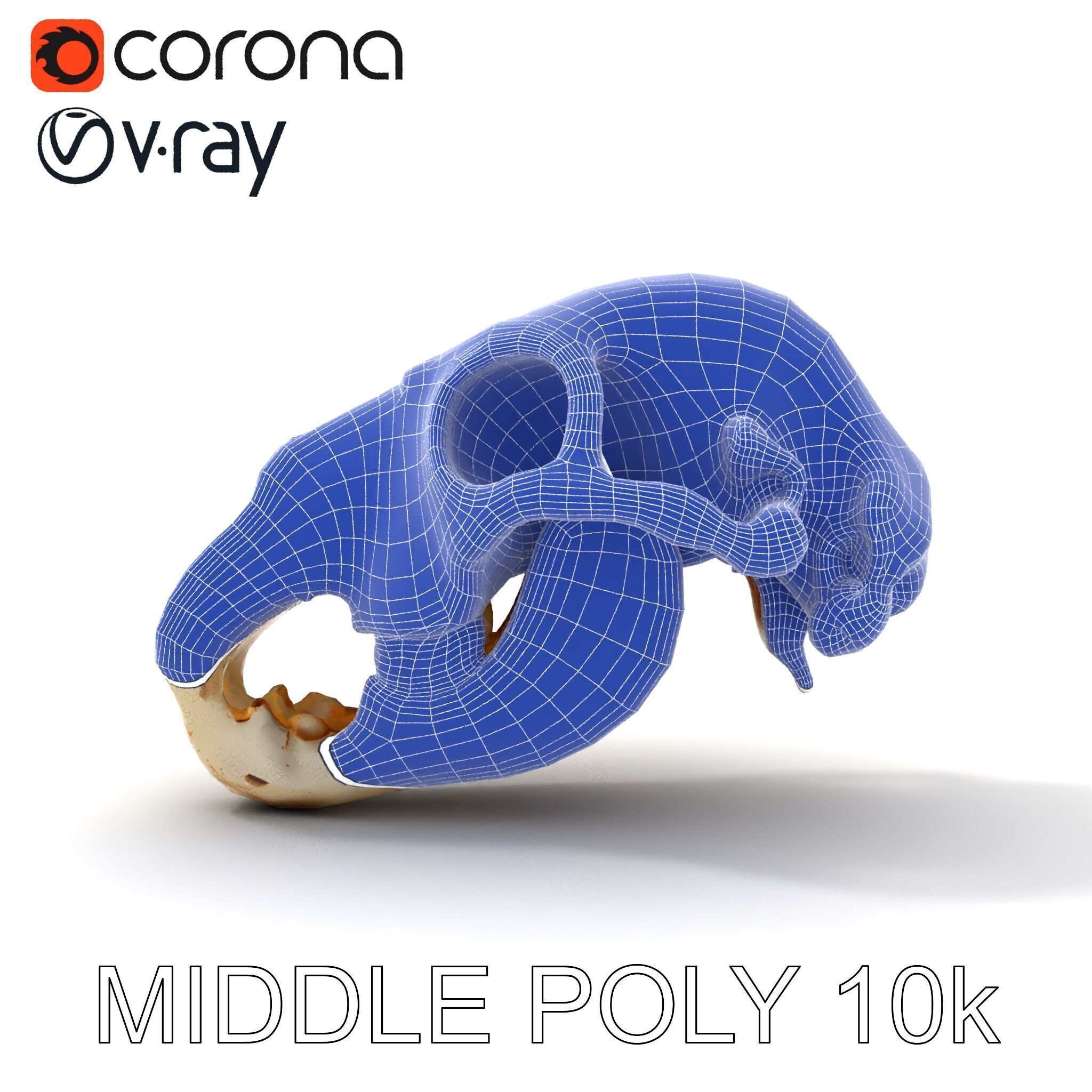 Realistic Animal Skull D Model Pack Low-poly 3D model_15