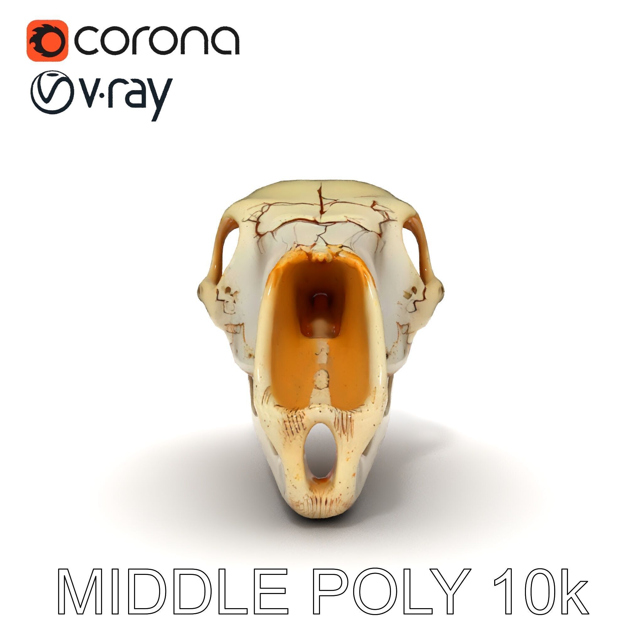 Realistic Animal Skull D Model Pack Low-poly 3D model_29