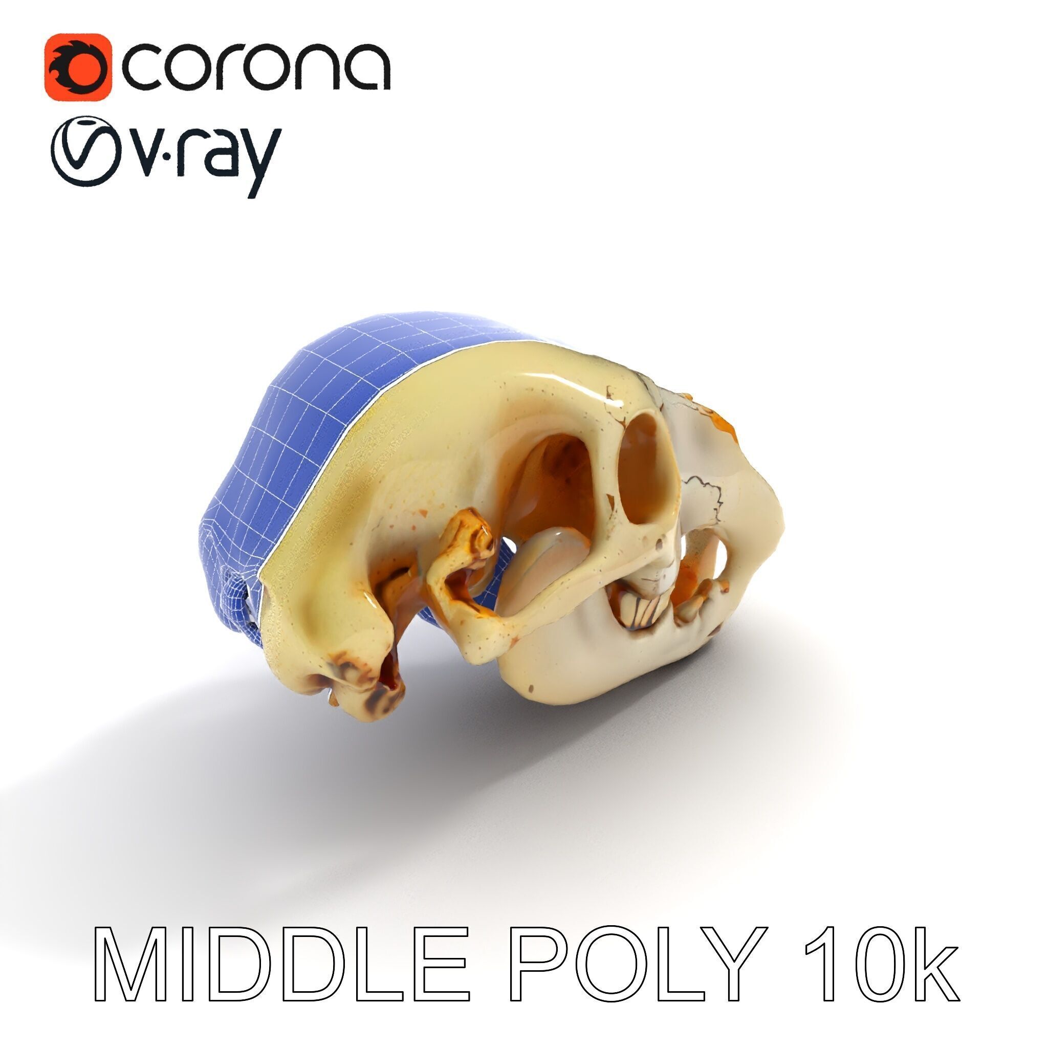 Realistic Animal Skull D Model Pack Low-poly 3D model_26