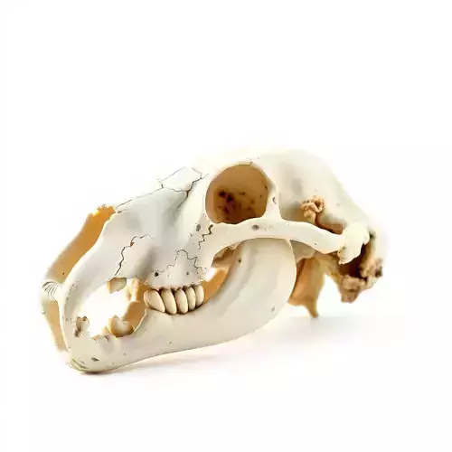 Realistic Animal Skull D Model Pack Low-poly 3D model