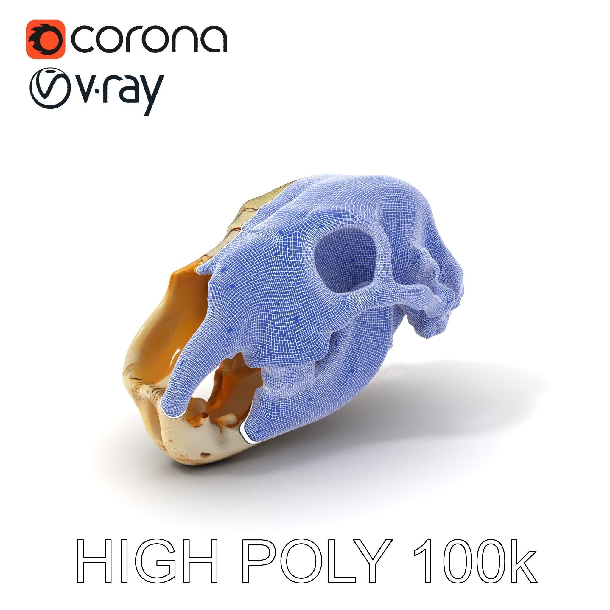 Realistic Animal Skull D Model Pack Low-poly 3D model_4