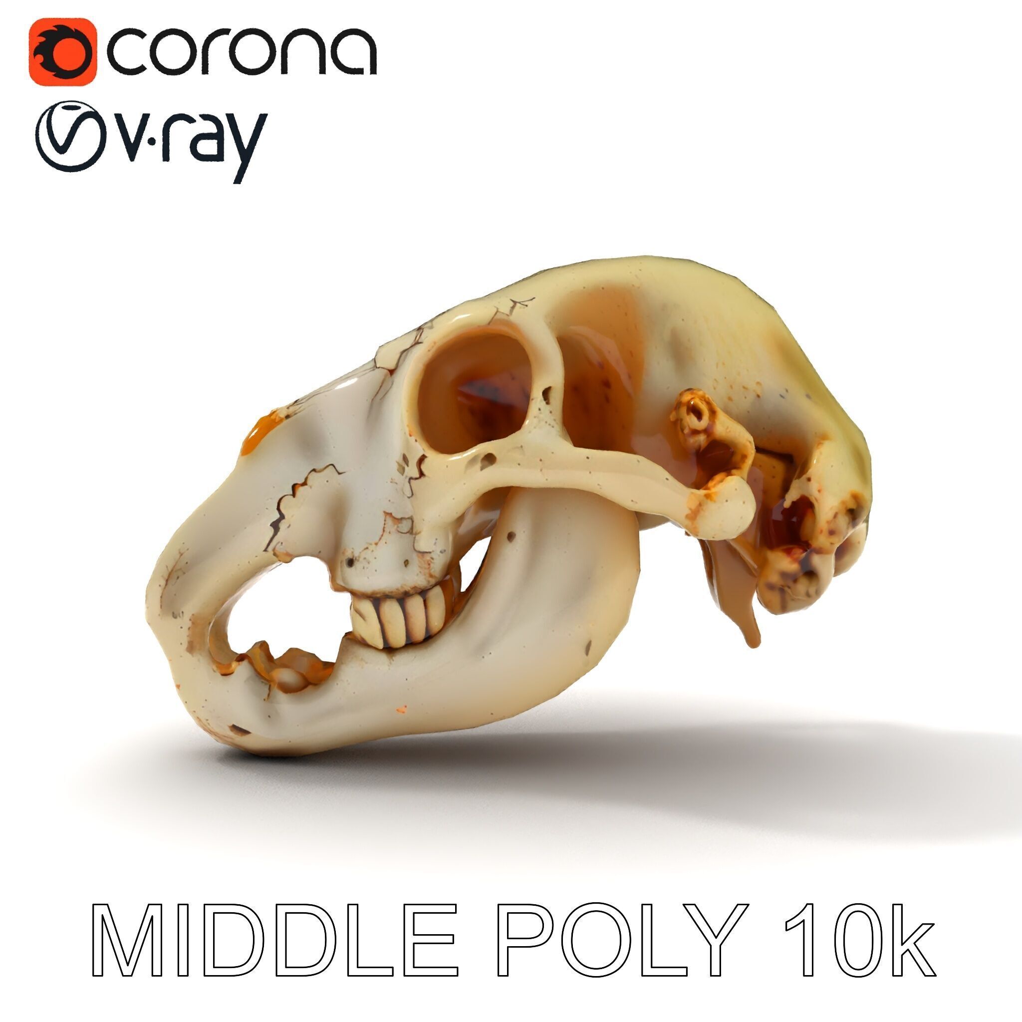 Realistic Animal Skull D Model Pack Low-poly 3D model_33