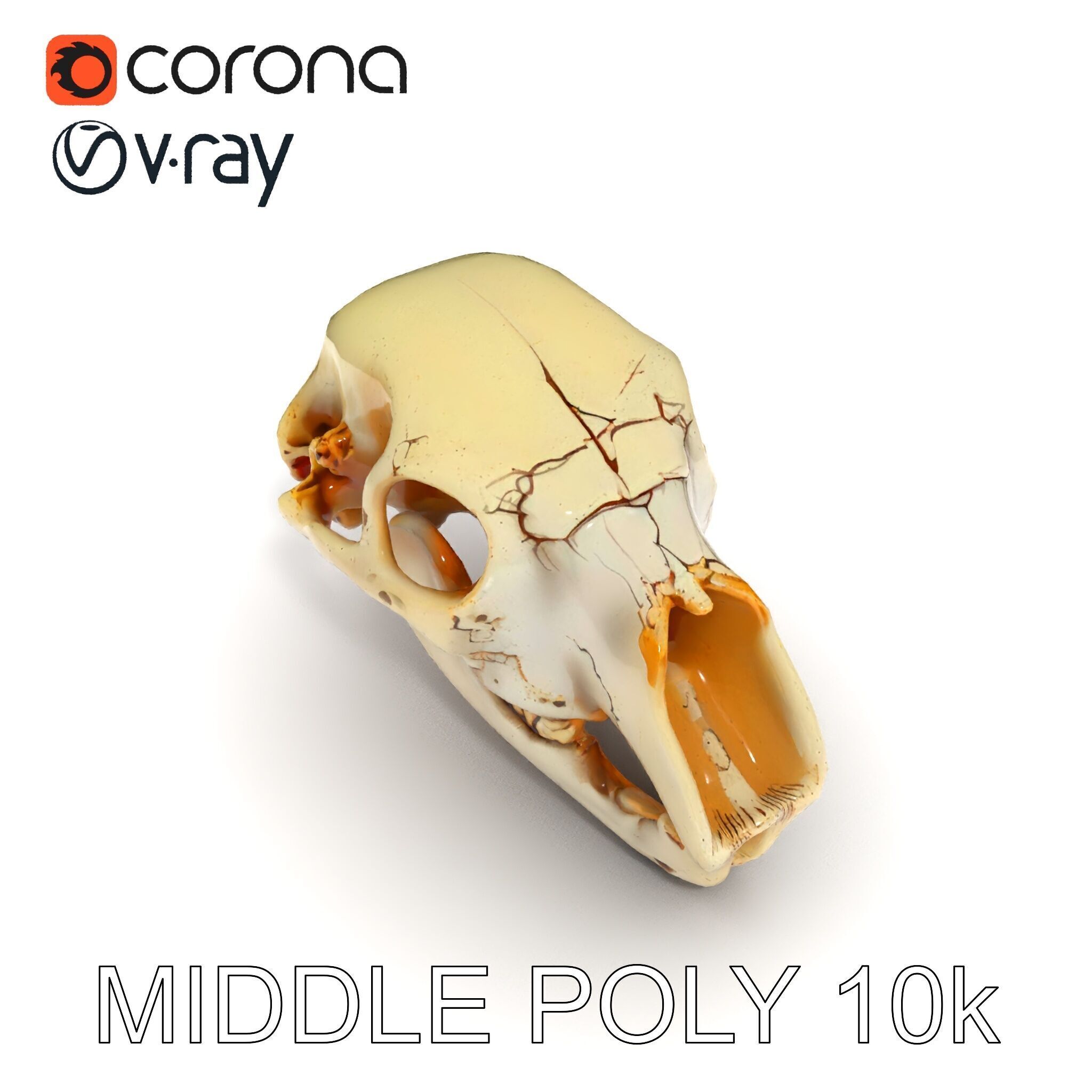 Realistic Animal Skull D Model Pack Low-poly 3D model_21