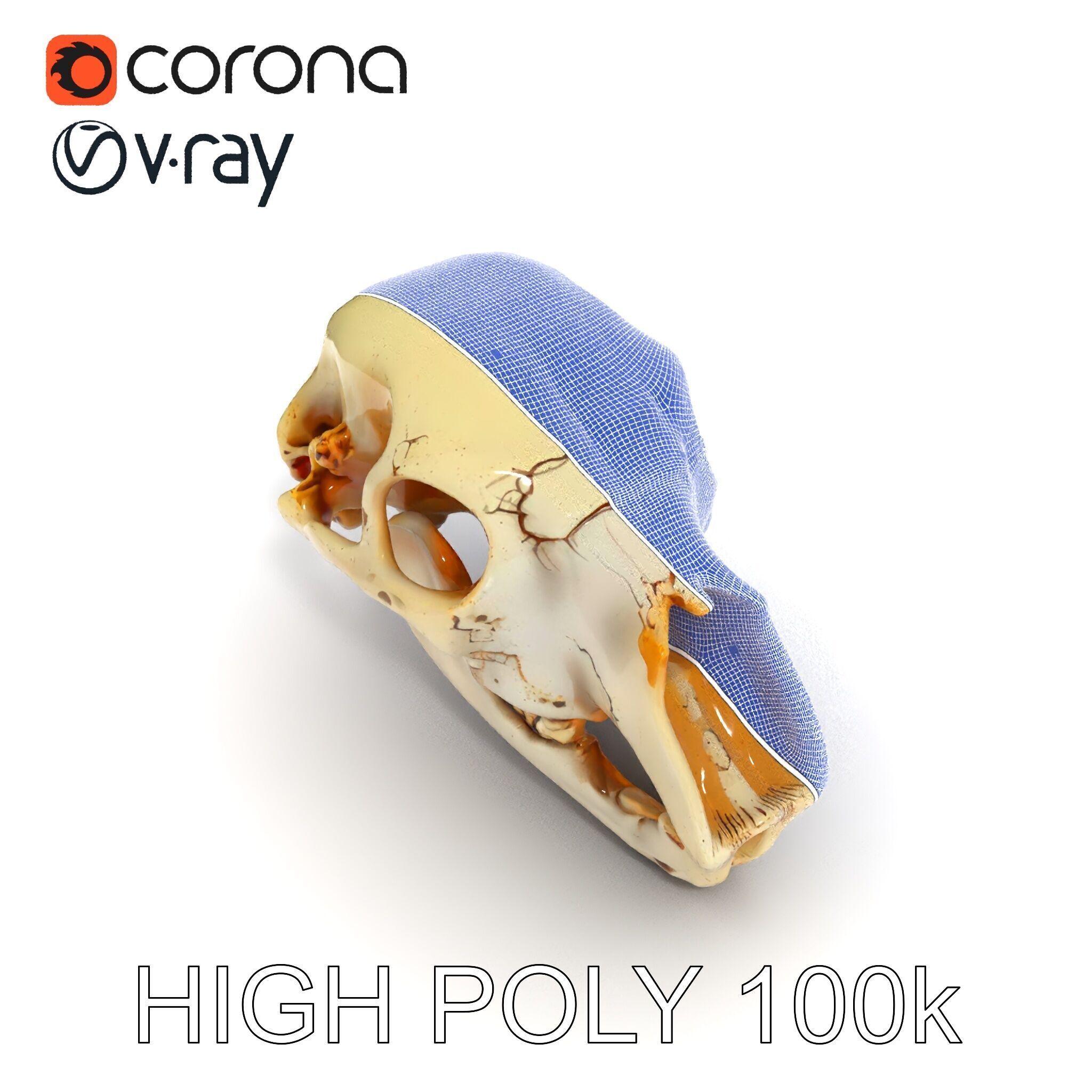 Realistic Animal Skull D Model Pack Low-poly 3D model_20