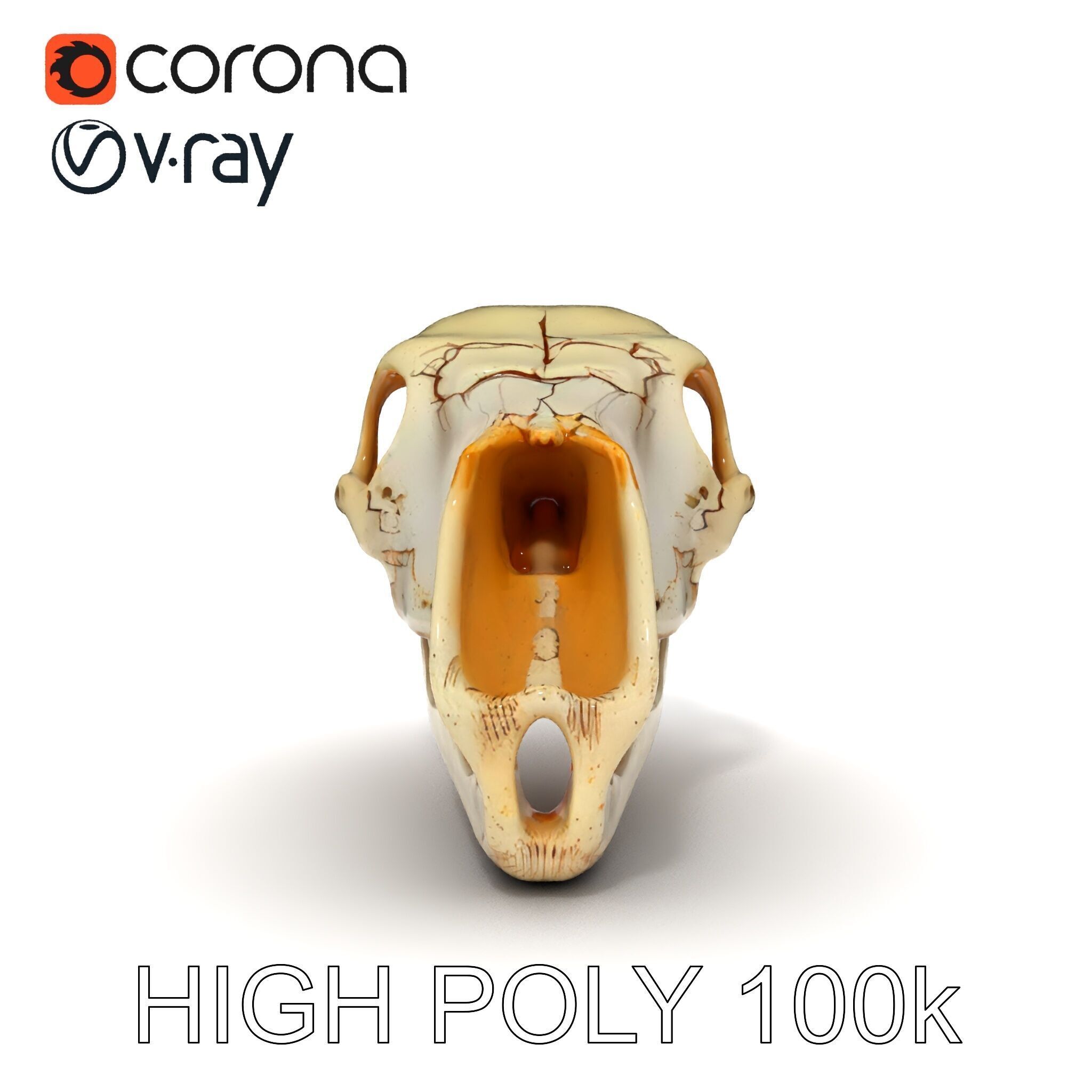 Realistic Animal Skull D Model Pack Low-poly 3D model_35