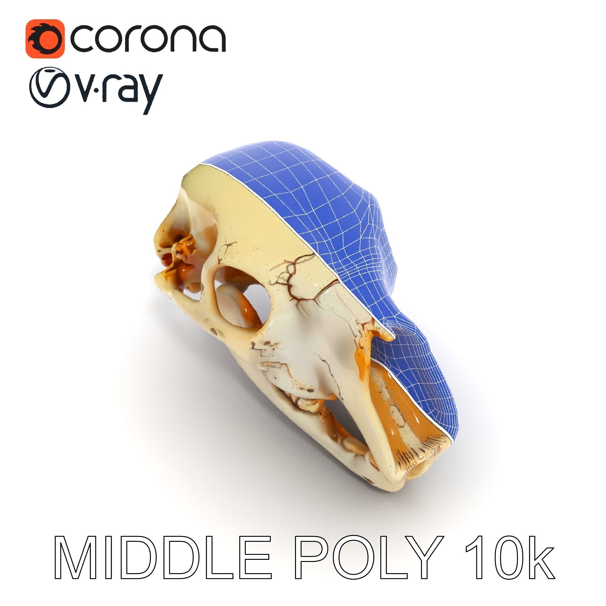 Realistic Animal Skull D Model Pack Low-poly 3D model_18