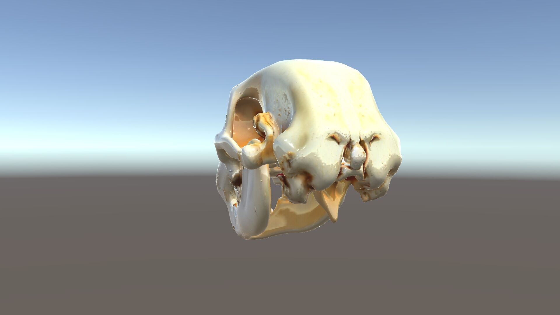 Realistic Animal Skull D Model Pack Low-poly 3D model_24