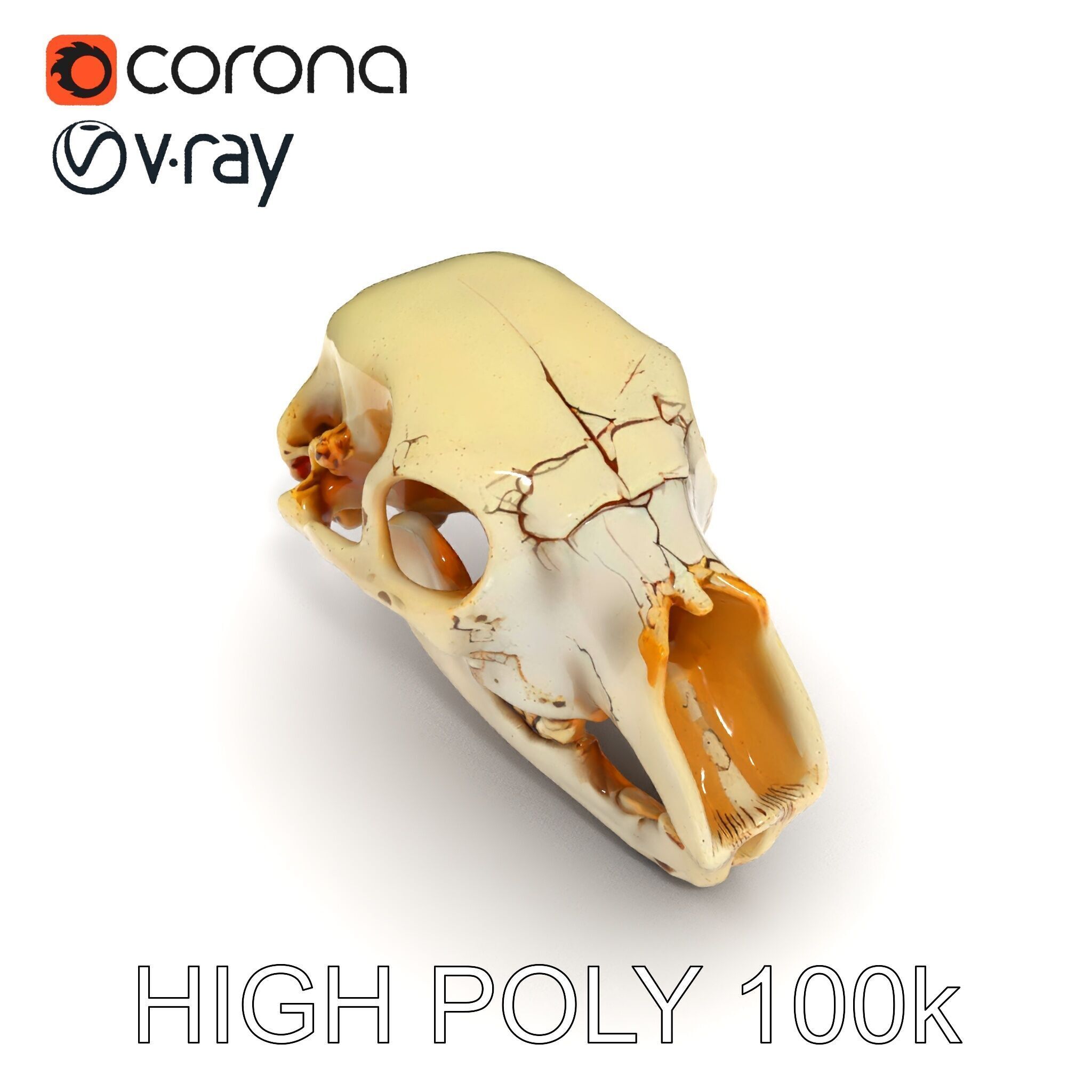 Realistic Animal Skull D Model Pack Low-poly 3D model_23