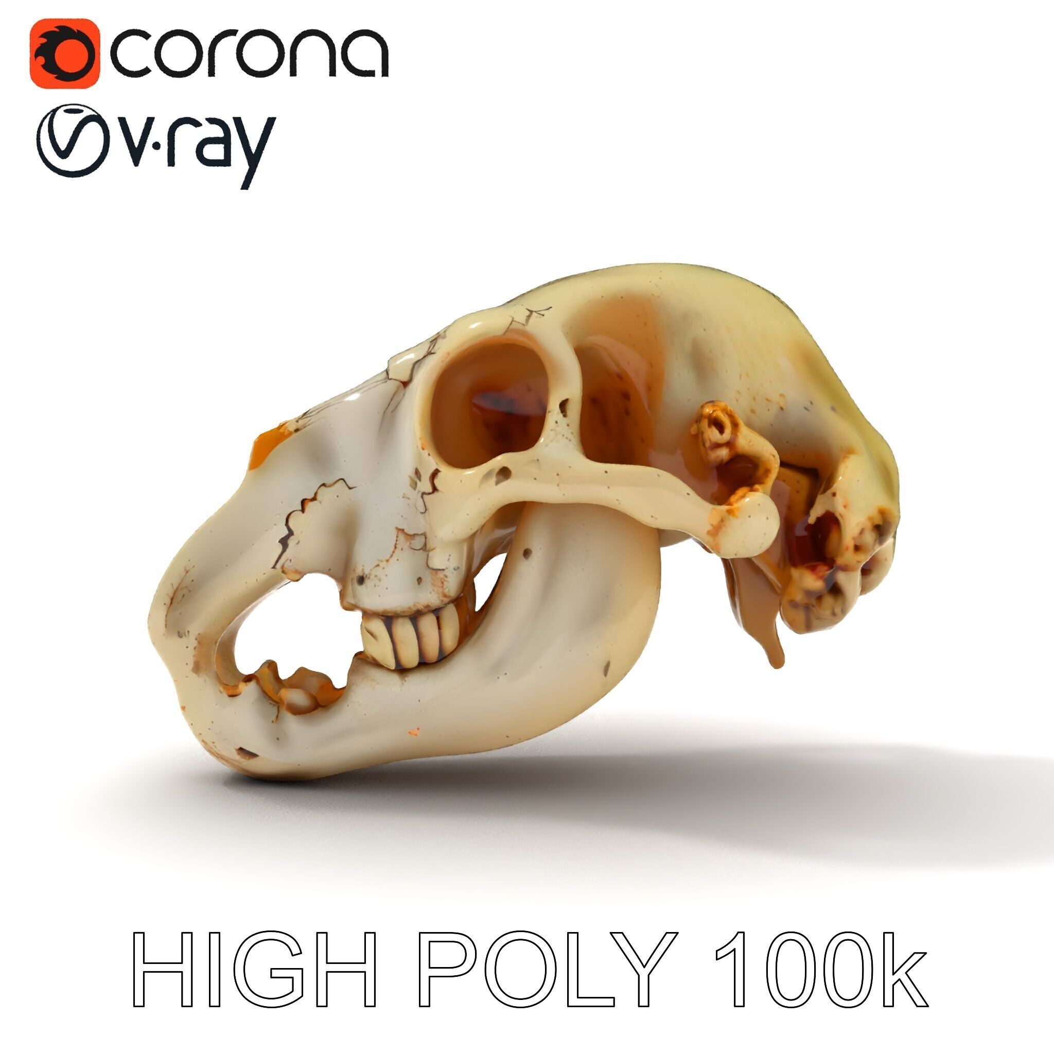 Realistic Animal Skull D Model Pack Low-poly 3D model_28