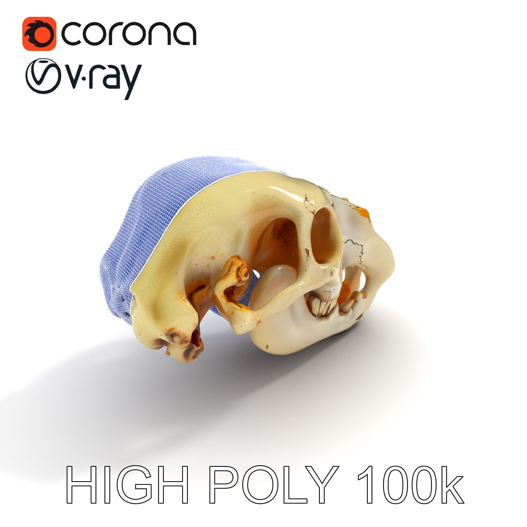 Realistic Animal Skull D Model Pack Low-poly 3D model_14
